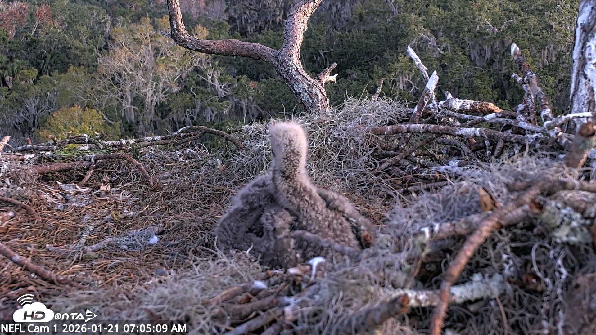 Snapshot of NE Florida Eagles Live Webcam taken Jan 21, 2026, 7:06am EST