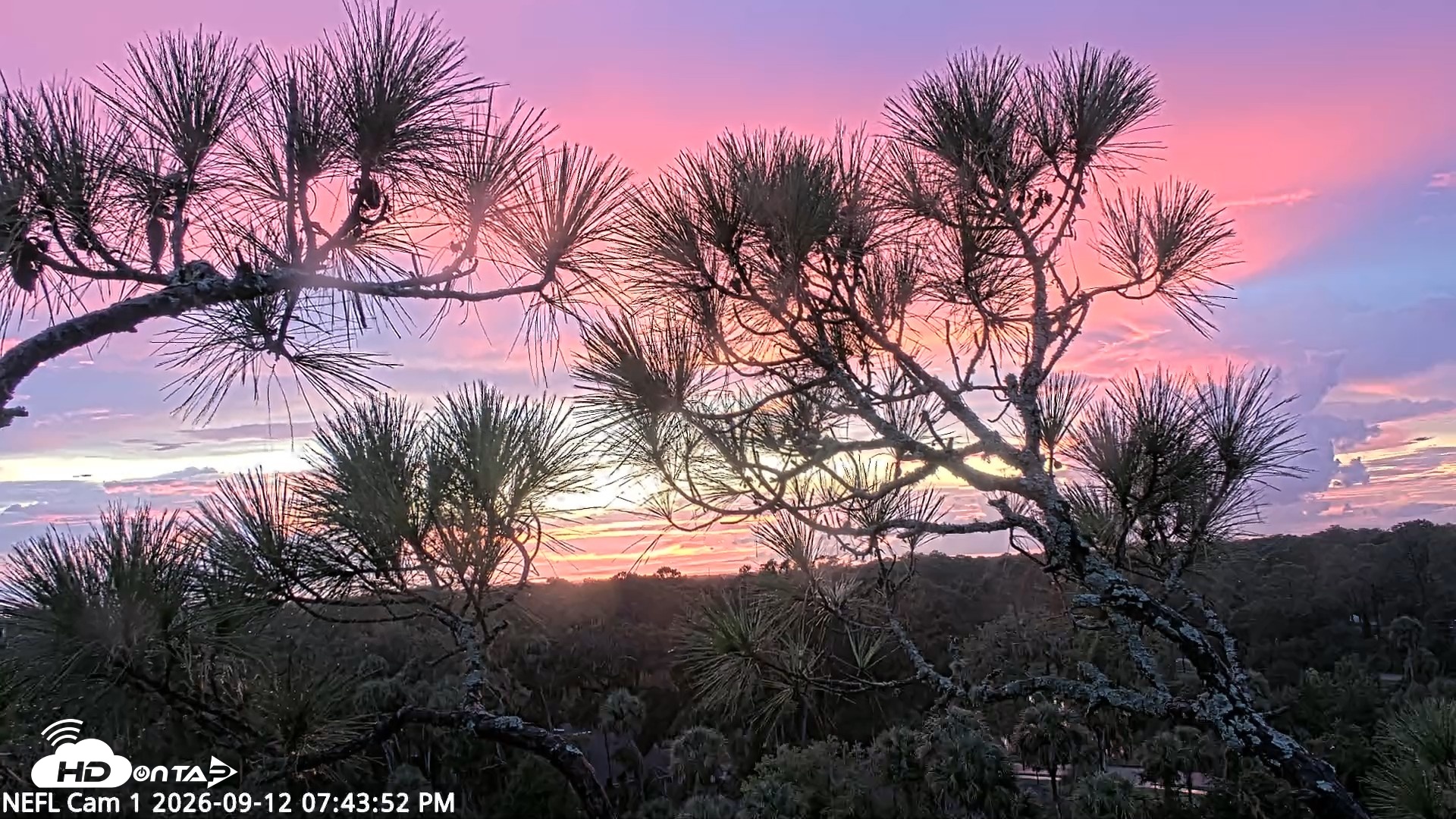 Snapshot of NE Florida Eagles Live Webcam taken Sep 12, 2026, 7:44pm EDT