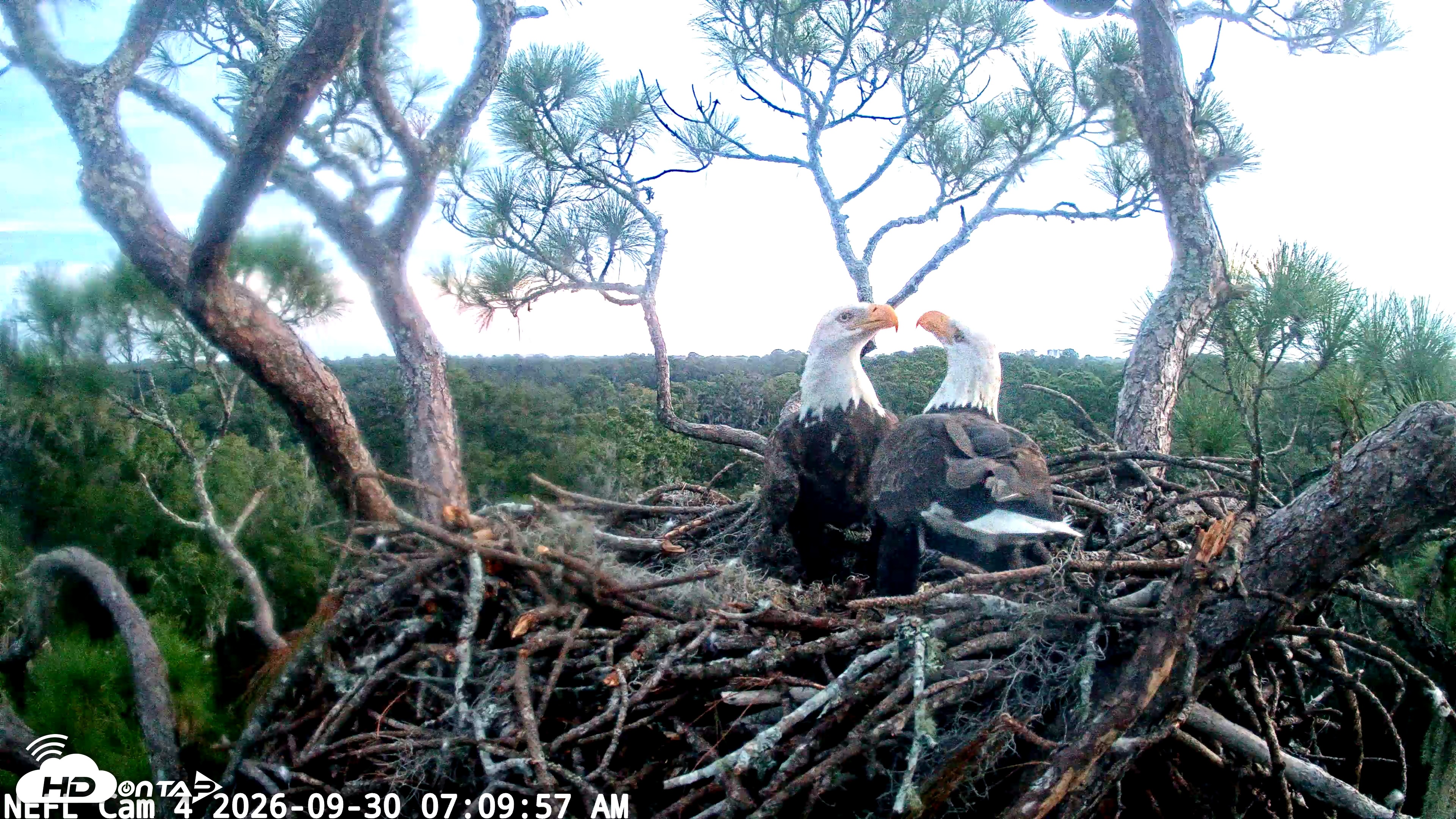 Snapshot of NE Florida Eagles Live Webcam taken Sep 30, 2026, 7:11am EDT