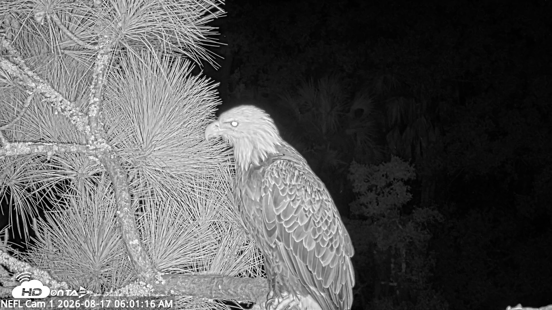 Snapshot of NE Florida Eagles Live Webcam taken Aug 17, 2026, 6:02am EDT