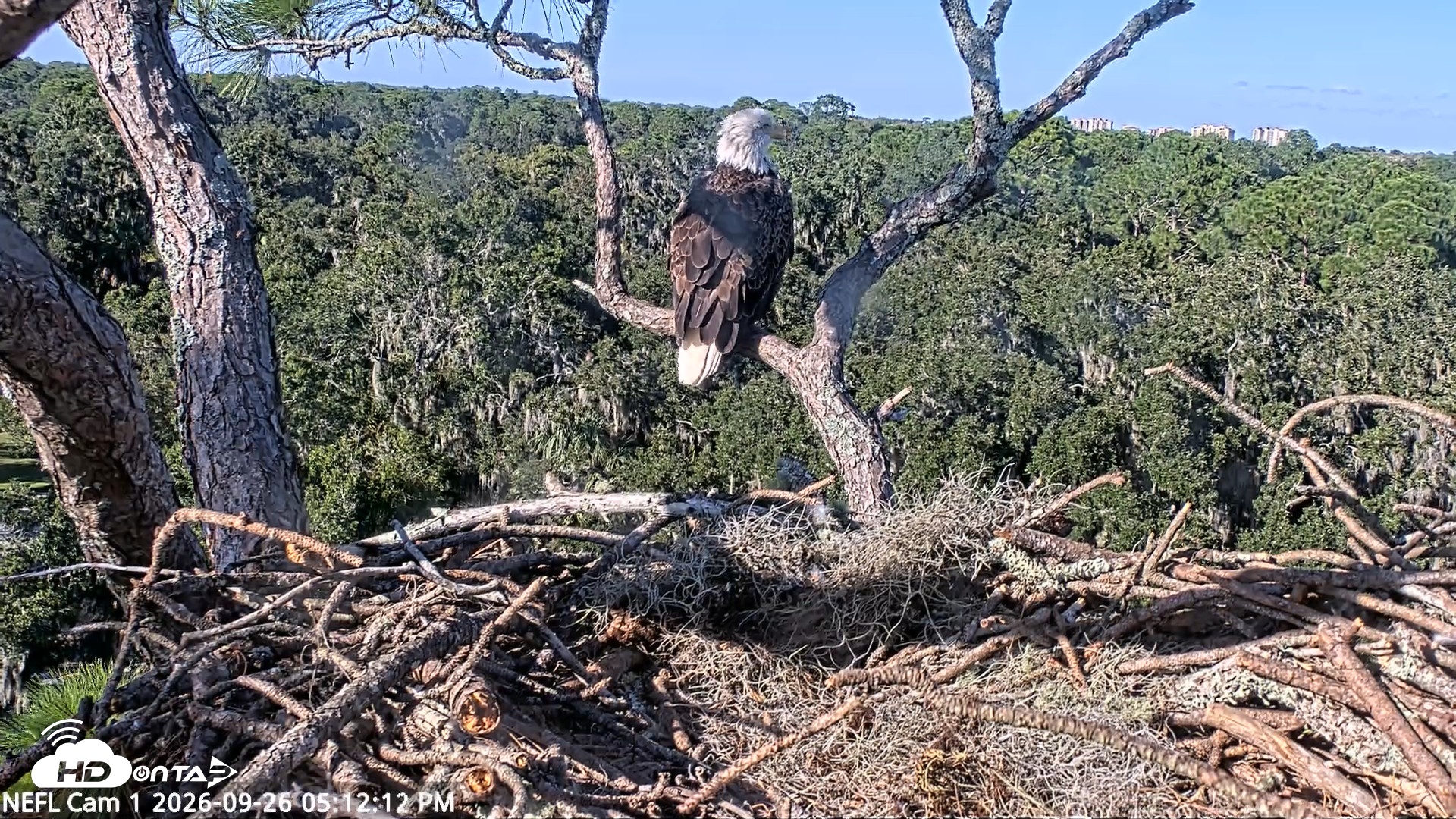 Snapshot of NE Florida Eagles Live Webcam taken Sep 26, 2026, 5:13pm EDT
