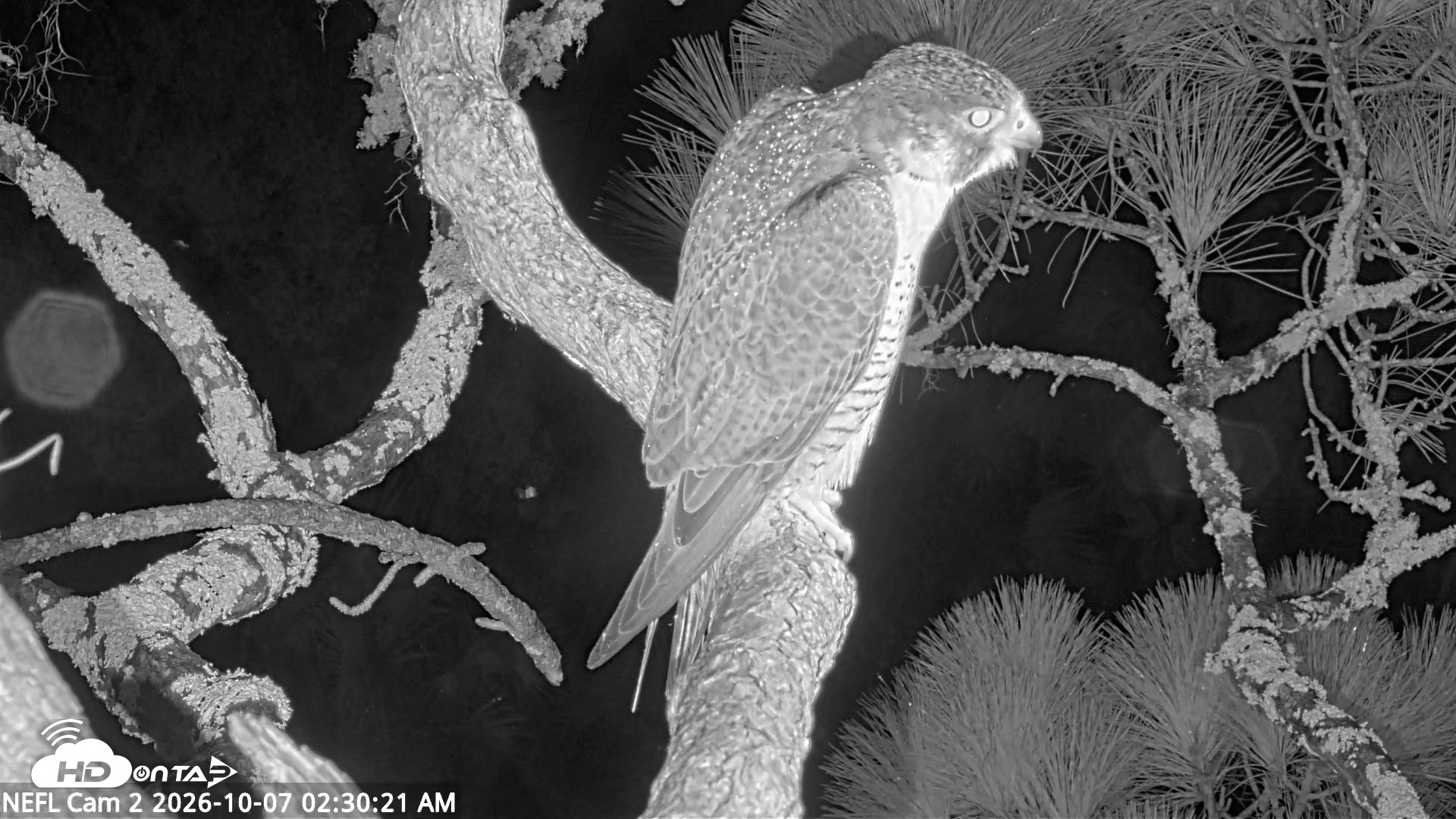 Snapshot of NE Florida Eagles Live Webcam taken Oct 7, 2026, 2:31am EDT