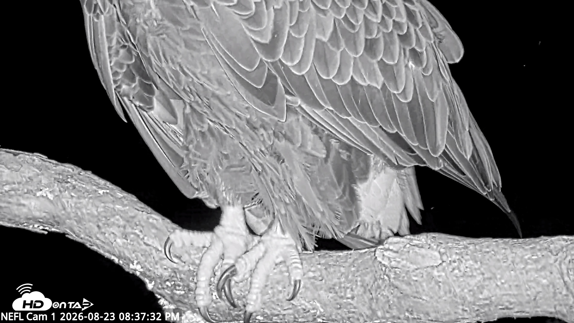 Snapshot of NE Florida Eagles Live Webcam taken Aug 23, 2026, 8:38pm EDT