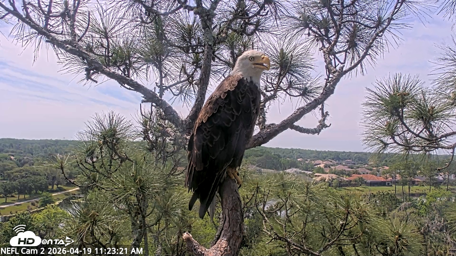 Snapshot of NE Florida Eagles Live Webcam taken Apr 19, 2026, 11:24am EDT