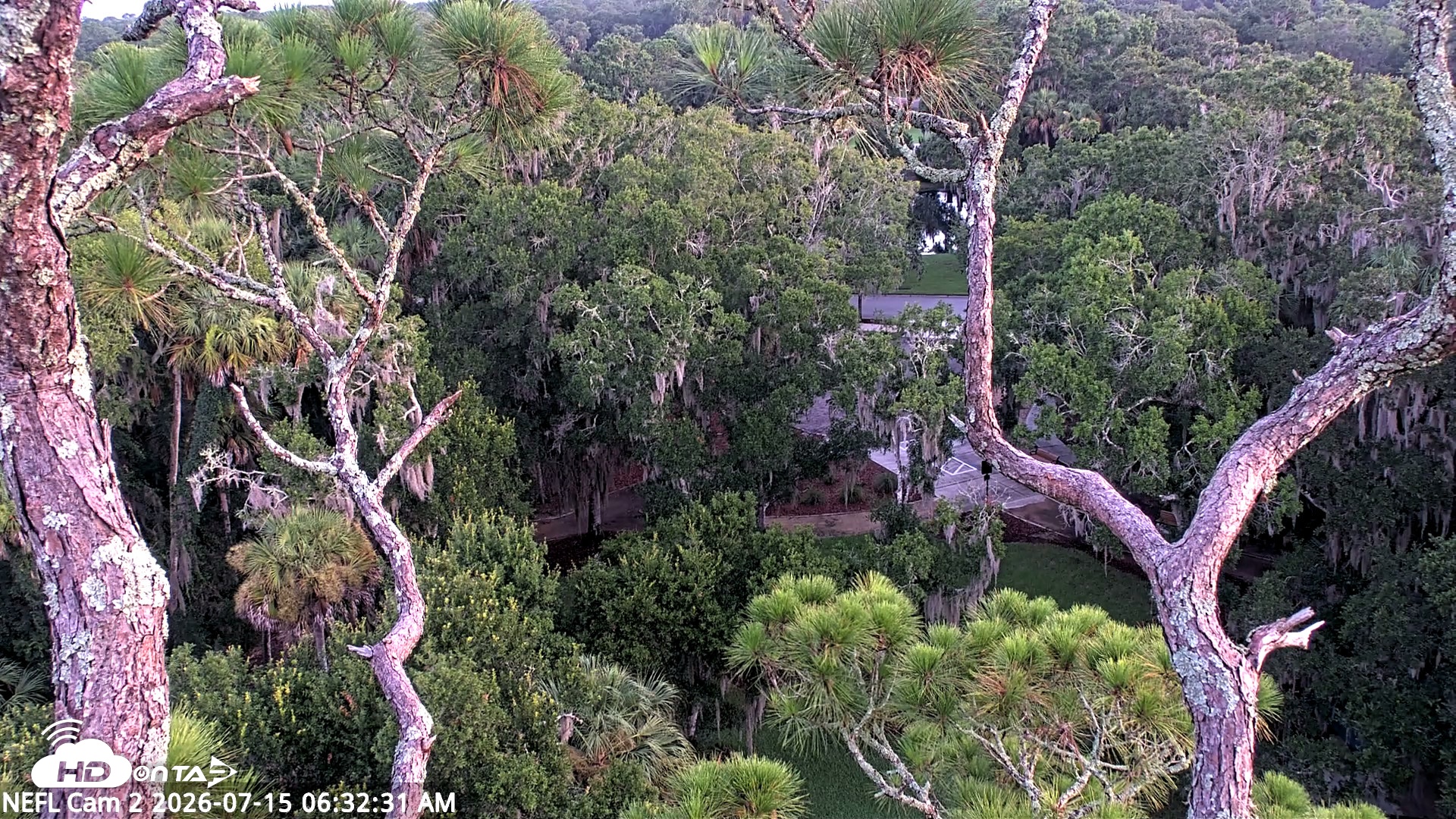 Snapshot of NE Florida Eagles Live Webcam taken Jul 15, 2026, 6:34am EDT