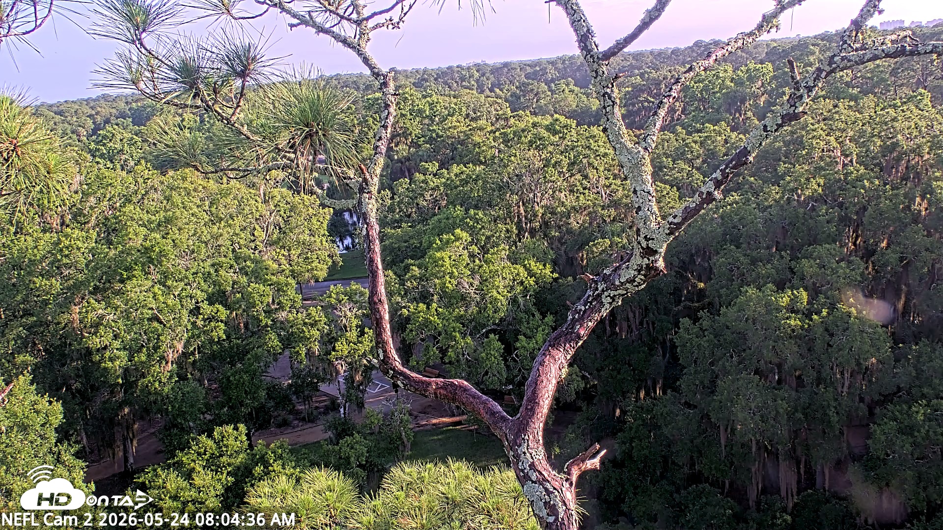 Snapshot of NE Florida Eagles Live Webcam taken May 24, 2026, 8:08am EDT