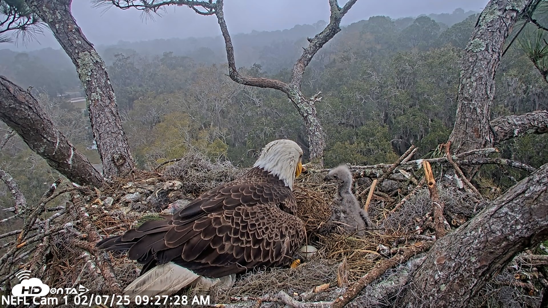 Snapshot of NE Florida Eagles Live Webcam taken Feb 7, 2025, 9:27am EST