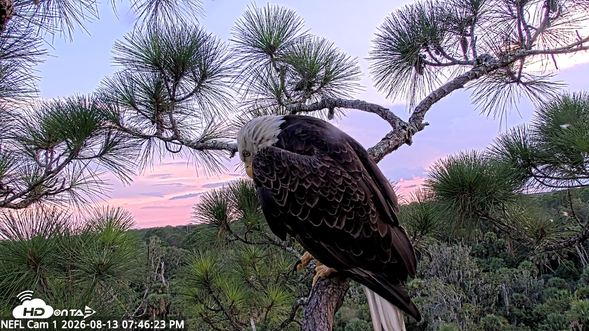 Snapshot of NE Florida Eagles Live Webcam taken Aug 13, 2026, 7:47pm EDT