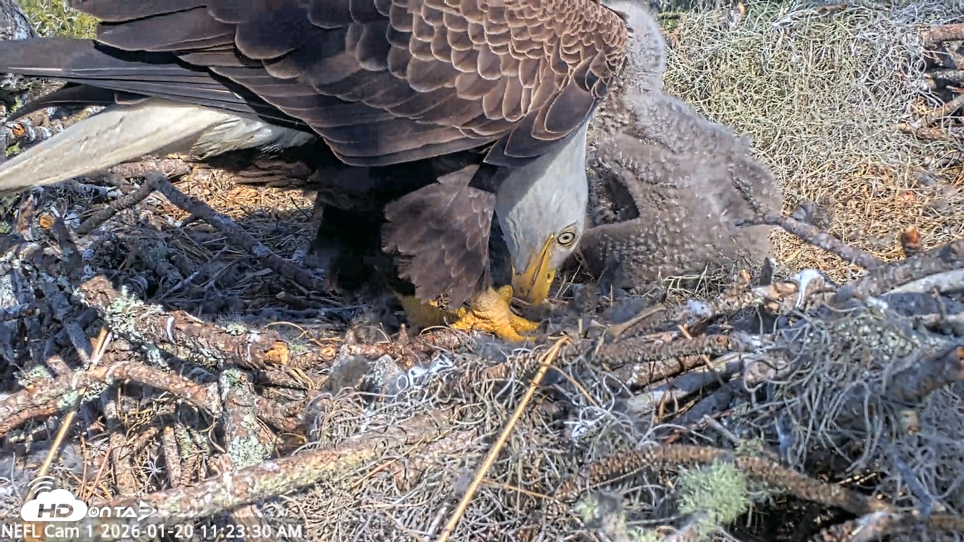 Snapshot of NE Florida Eagles Live Webcam taken Jan 20, 2026, 11:24am EST