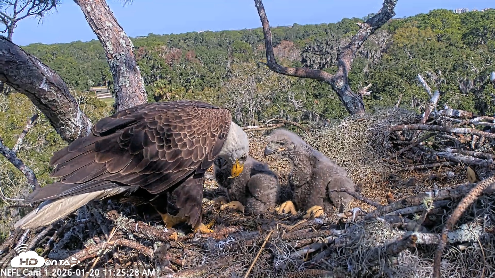 Snapshot of NE Florida Eagles Live Webcam taken Jan 20, 2026, 11:26am EST