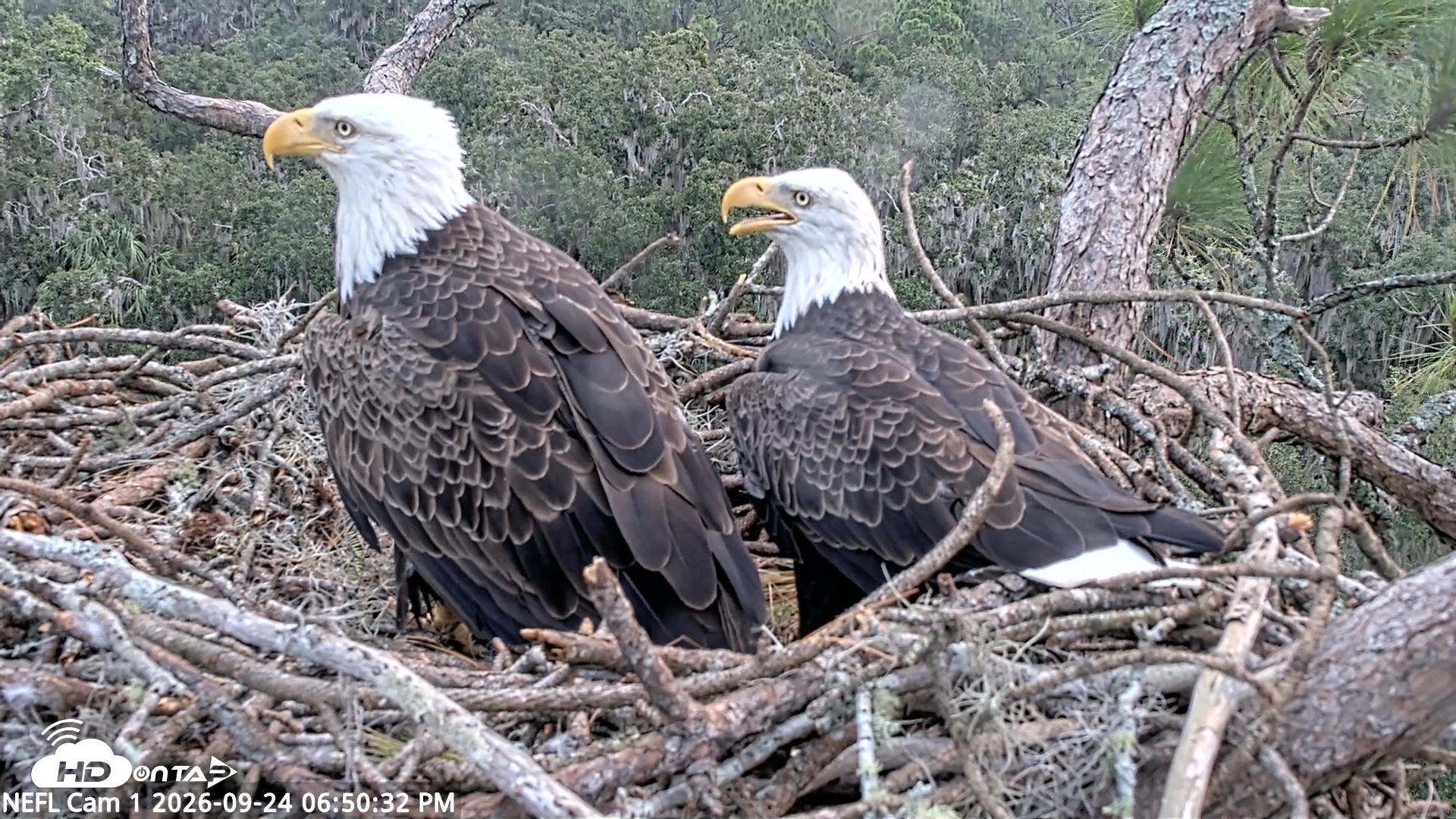 Snapshot of NE Florida Eagles Live Webcam taken Sep 24, 2026, 6:51pm EDT