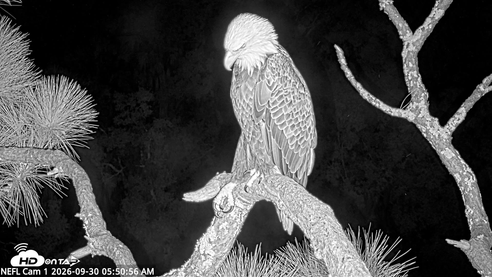 Snapshot of NE Florida Eagles Live Webcam taken Sep 30, 2026, 5:51am EDT