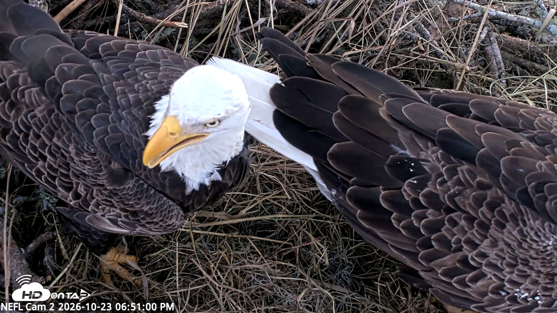 Snapshot of NE Florida Eagles Live Webcam taken Oct 23, 2026, 6:51pm EDT