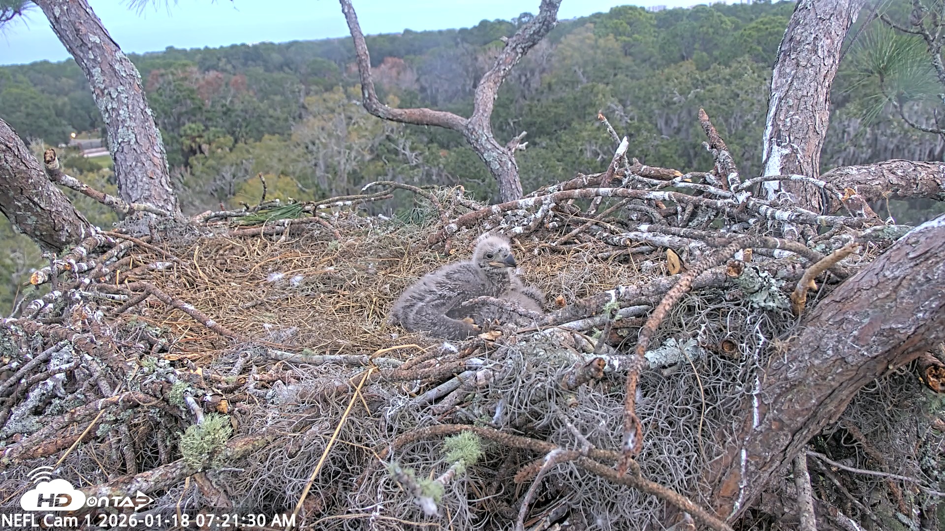 Snapshot of NE Florida Eagles Live Webcam taken Jan 18, 2026, 7:22am EST