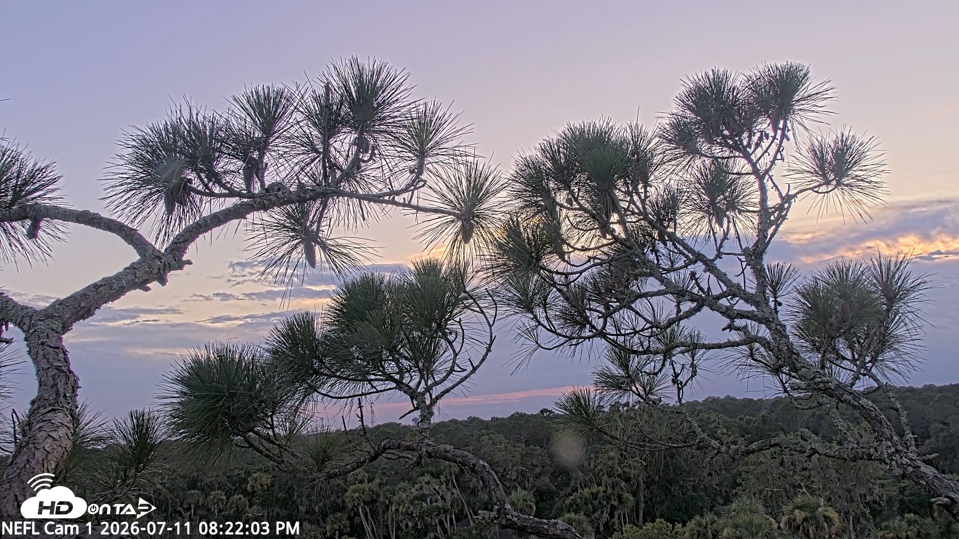 Snapshot of NE Florida Eagles Live Webcam taken Jul 11, 2026, 8:23pm EDT