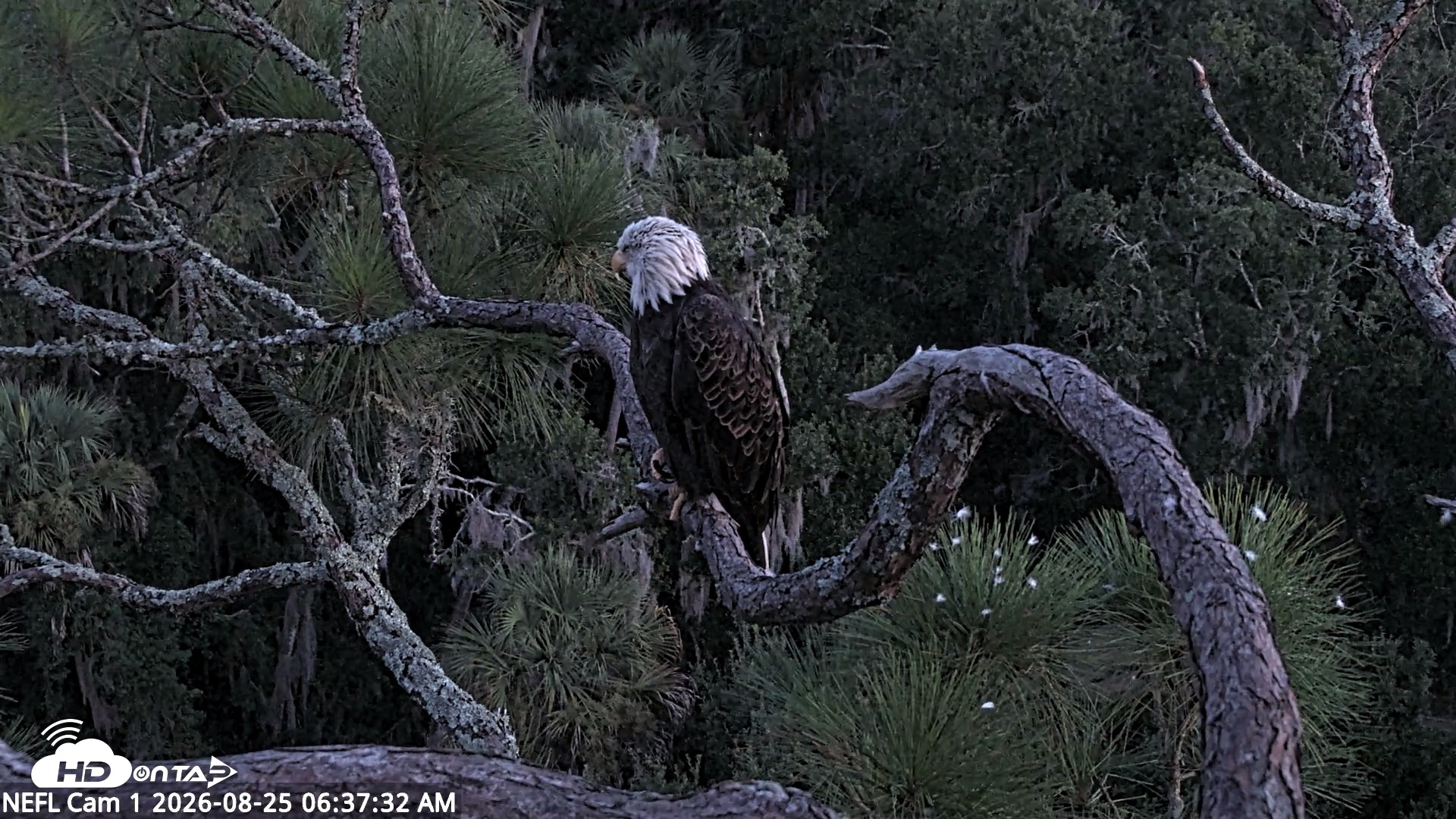 Snapshot of NE Florida Eagles Live Webcam taken Aug 25, 2026, 6:38am EDT