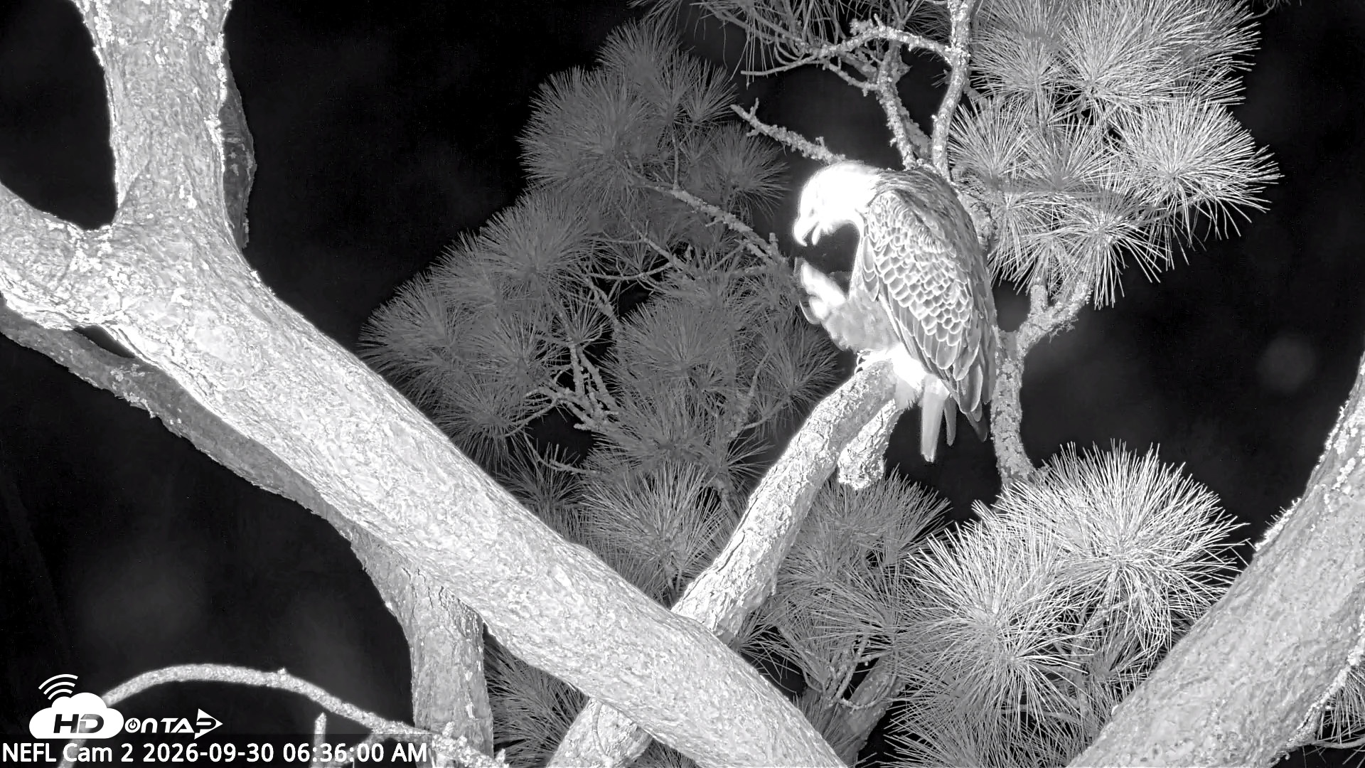 Snapshot of NE Florida Eagles Live Webcam taken Sep 30, 2026, 6:36am EDT