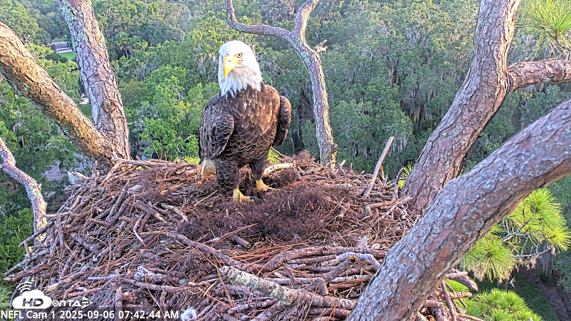 Snapshot of NE Florida Eagles Live Webcam taken Sep 6, 2025, 7:44am EDT