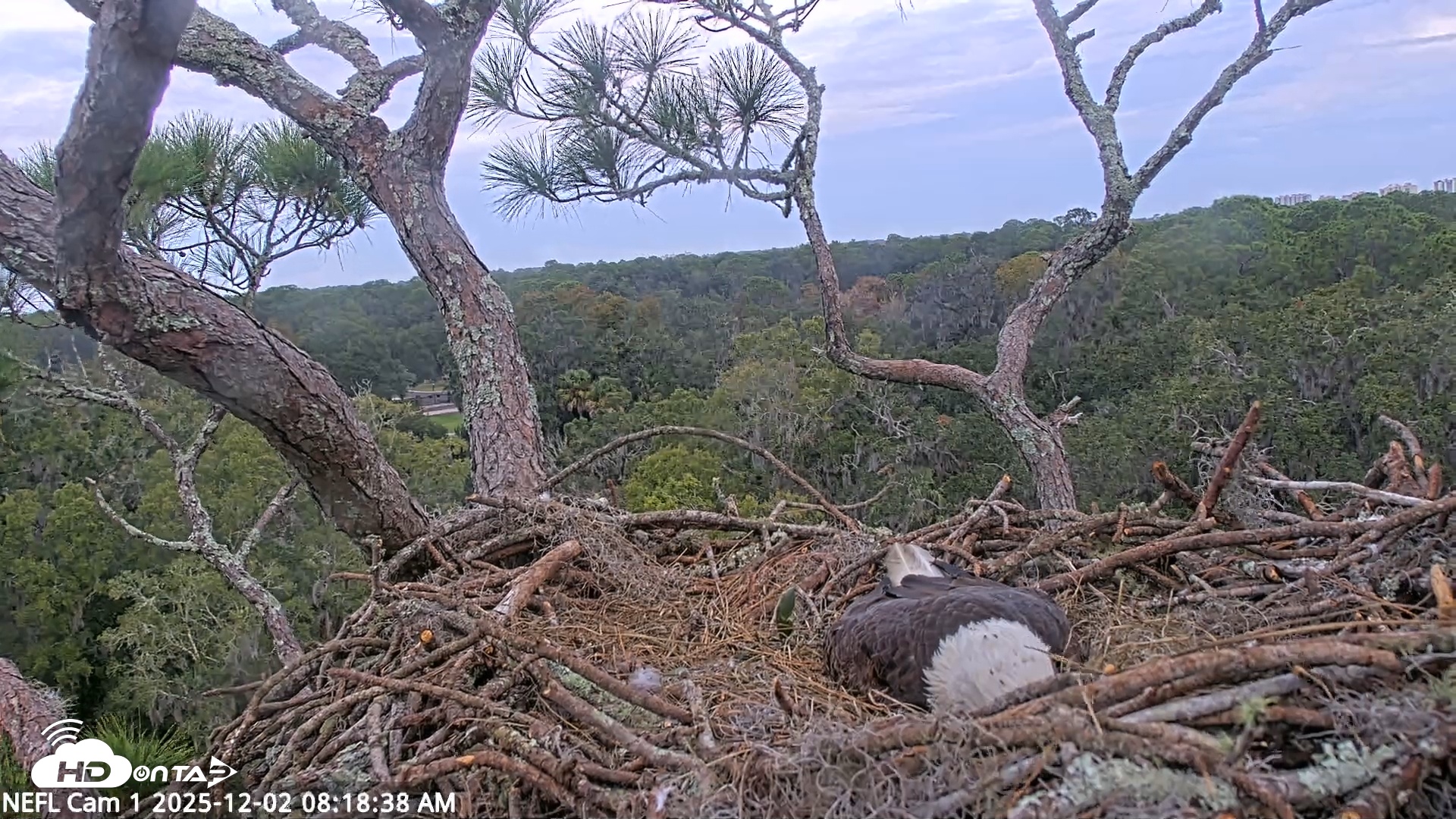 Snapshot of NE Florida Eagles Live Webcam taken Dec 2, 2025, 8:19am EST