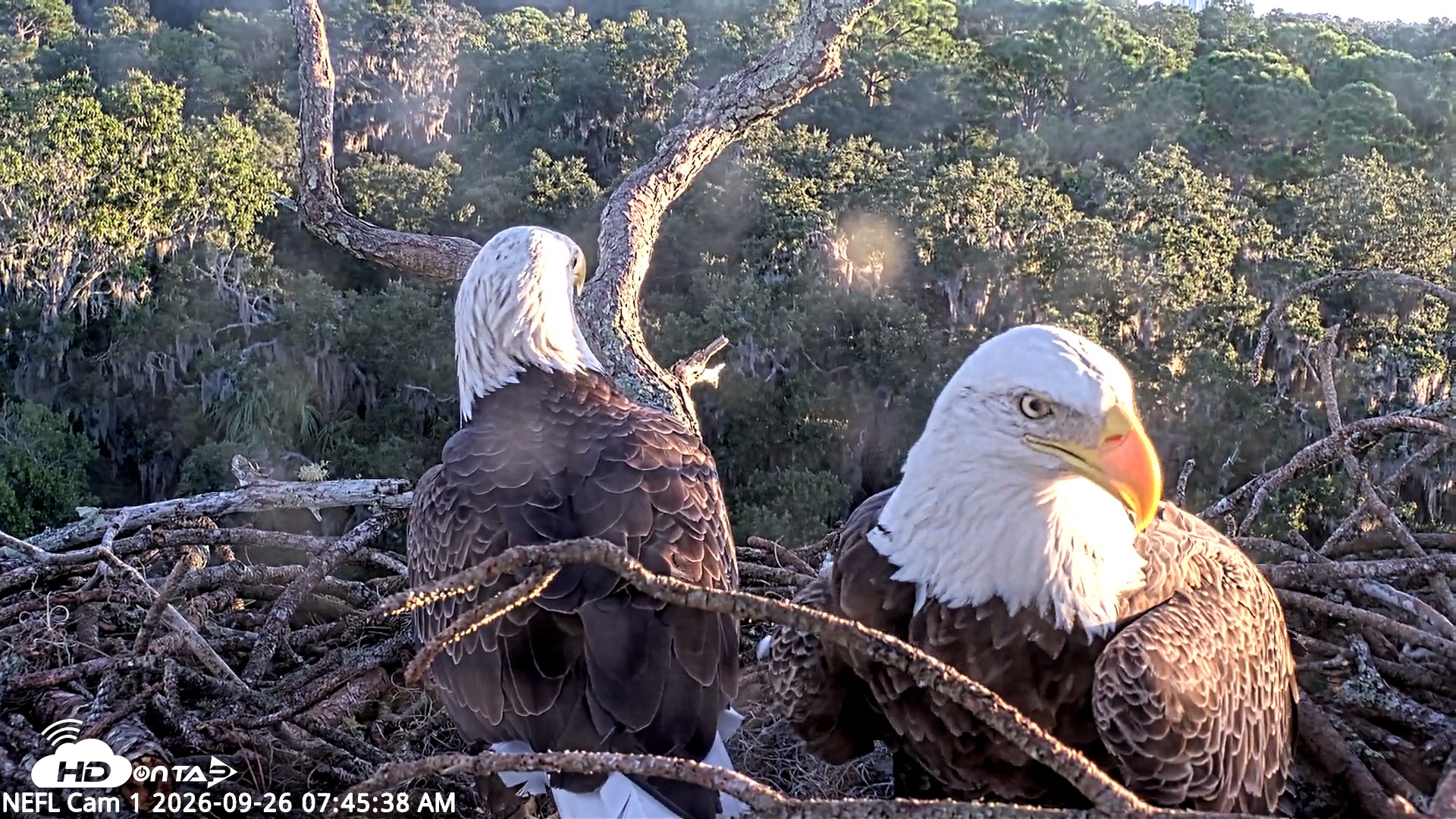 Snapshot of NE Florida Eagles Live Webcam taken Sep 26, 2026, 7:46am EDT