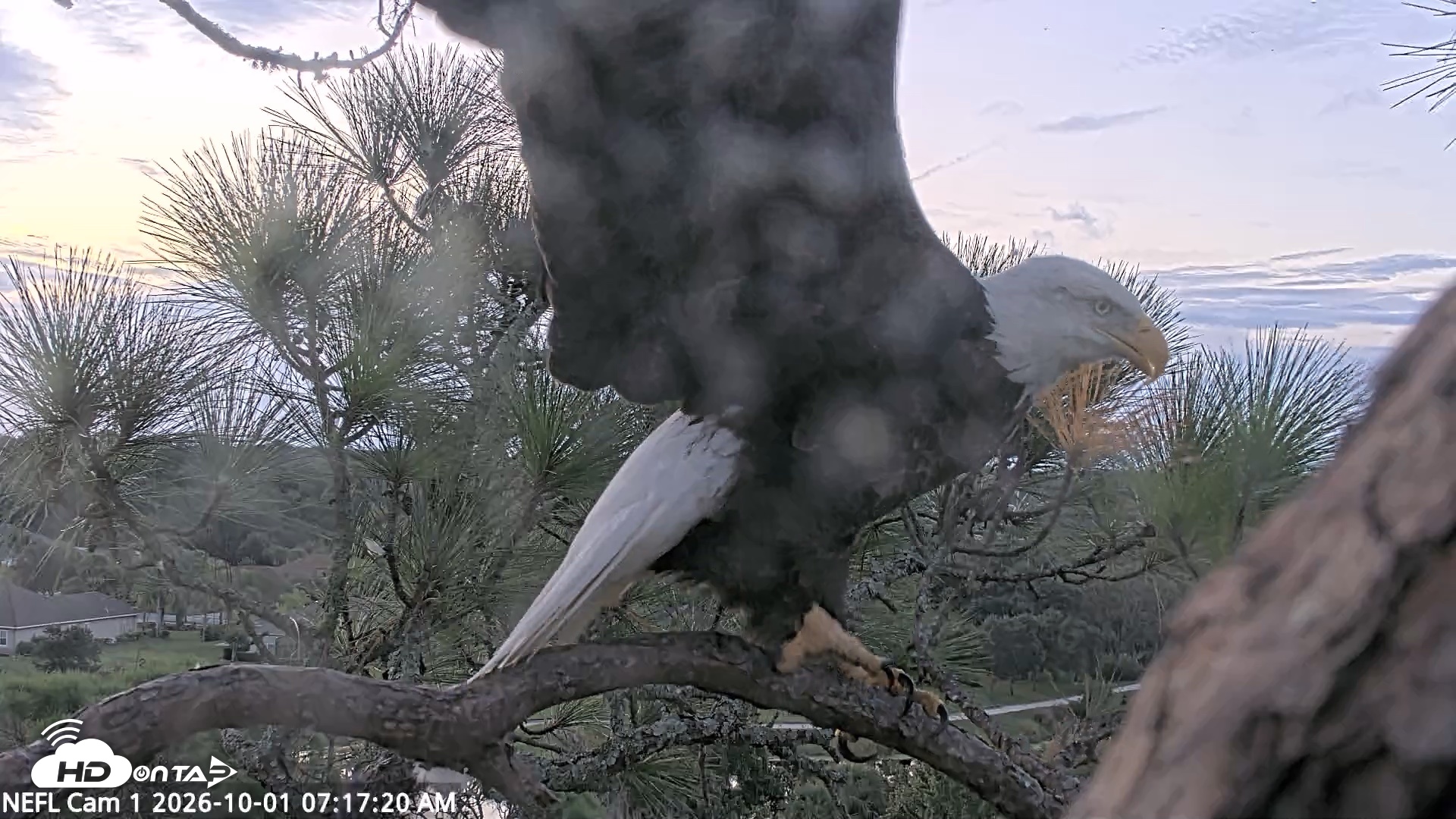 Snapshot of NE Florida Eagles Live Webcam taken Oct 1, 2026, 7:18am EDT