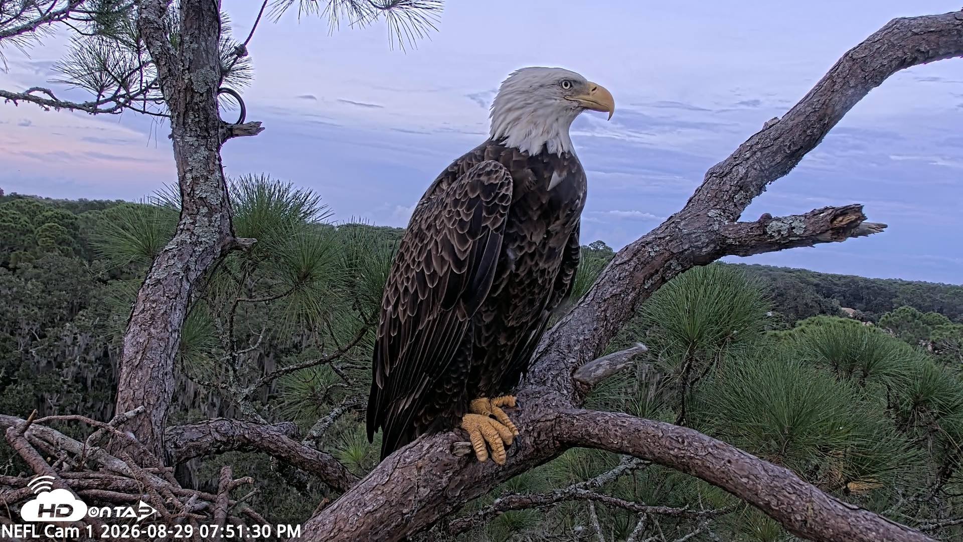 Snapshot of NE Florida Eagles Live Webcam taken Aug 29, 2026, 7:53pm EDT