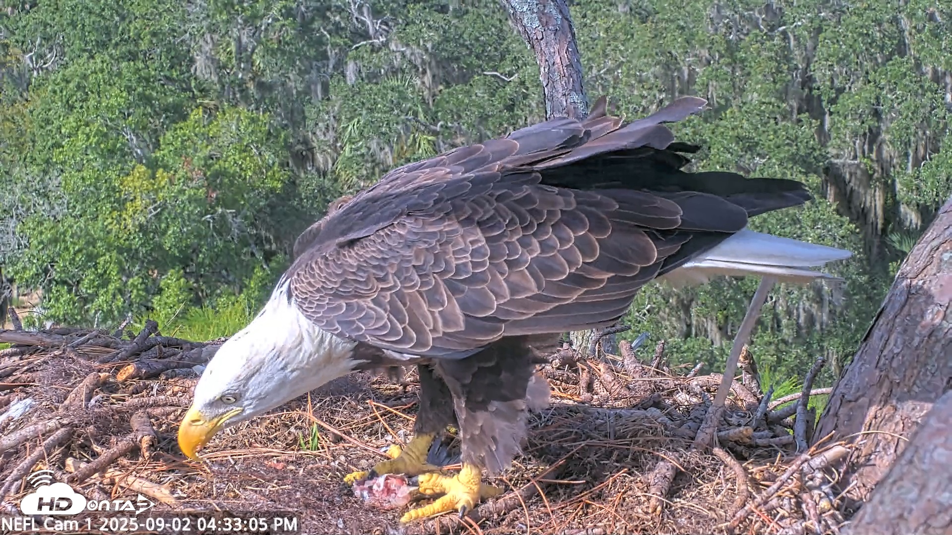 Snapshot of NE Florida Eagles Live Webcam taken Sep 2, 2025, 4:33pm EDT