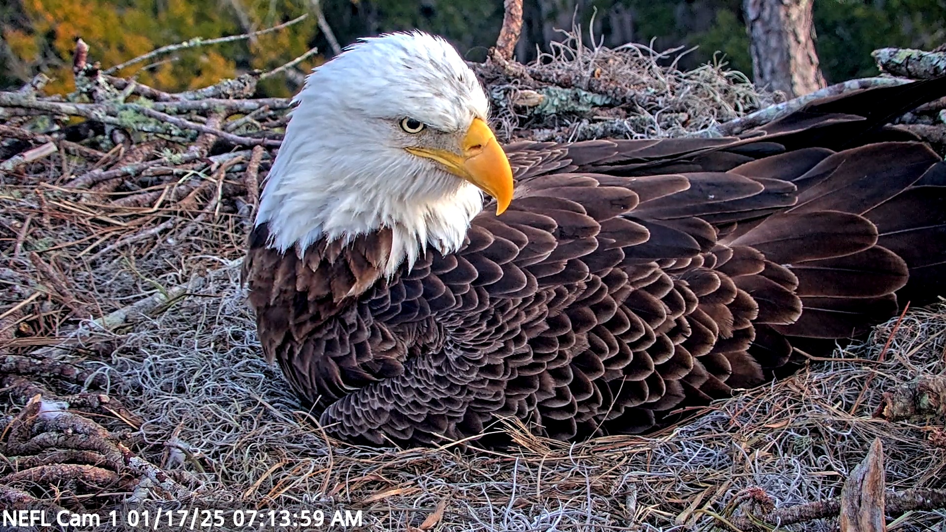 Snapshot of NE Florida Eagles Live Webcam taken Jan 17, 2025, 7:14am EST