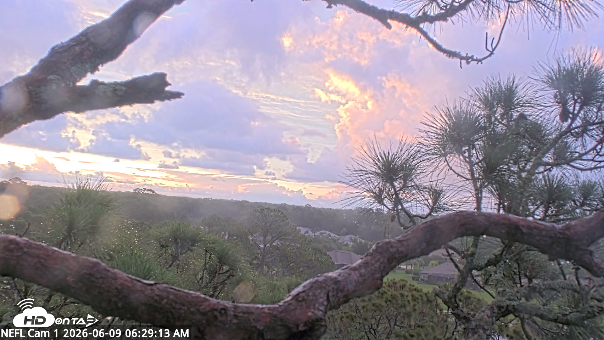Snapshot of NE Florida Eagles Live Webcam taken Jun 9, 2026, 6:30am EDT