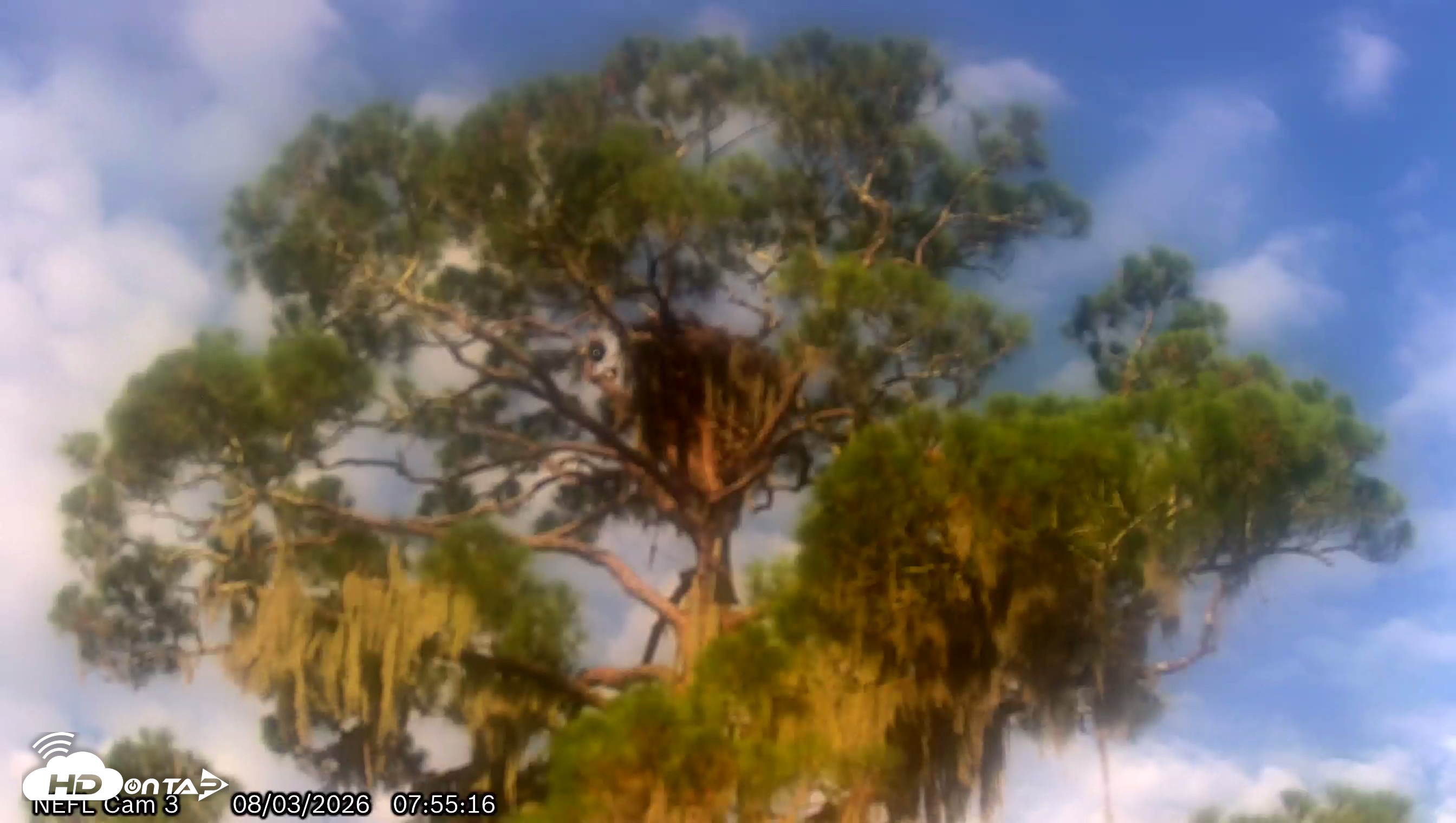 Snapshot of NE Florida Eagles Live Webcam taken Aug 3, 2026, 7:58am EDT