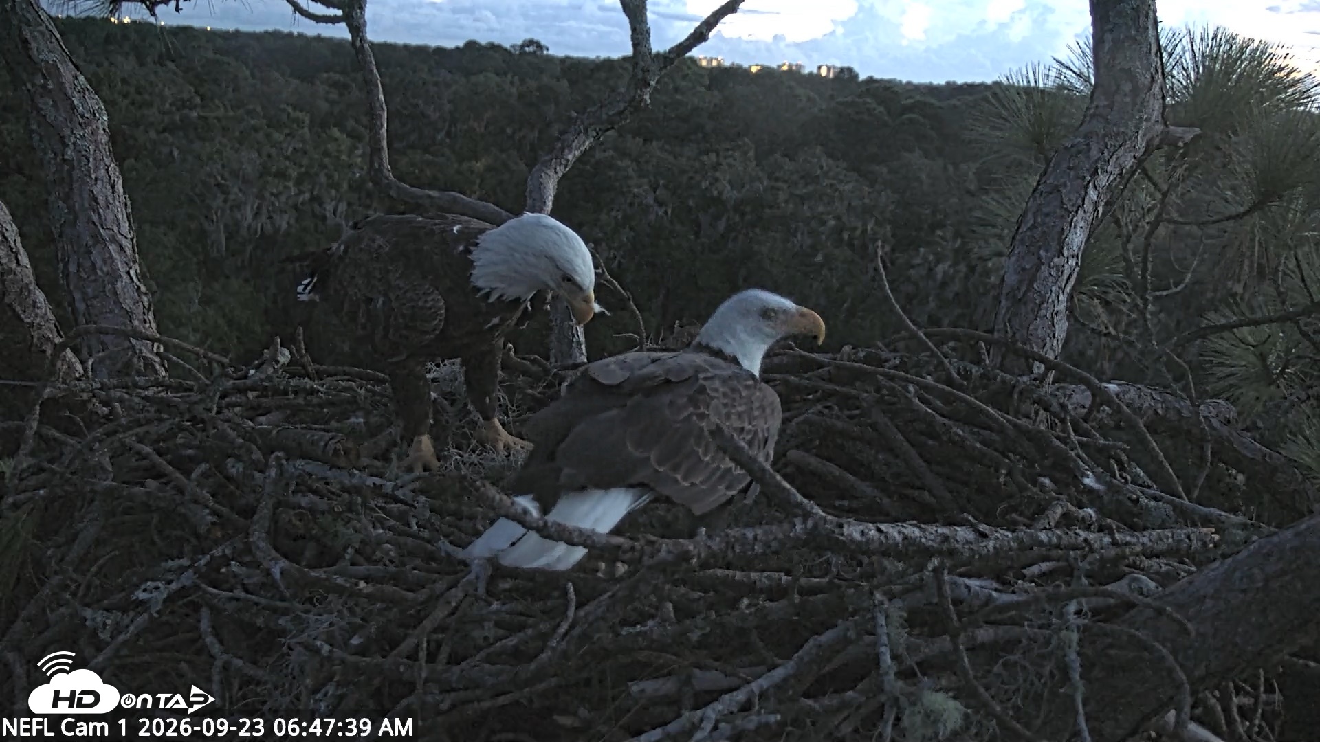 Snapshot of NE Florida Eagles Live Webcam taken Sep 23, 2026, 6:48am EDT