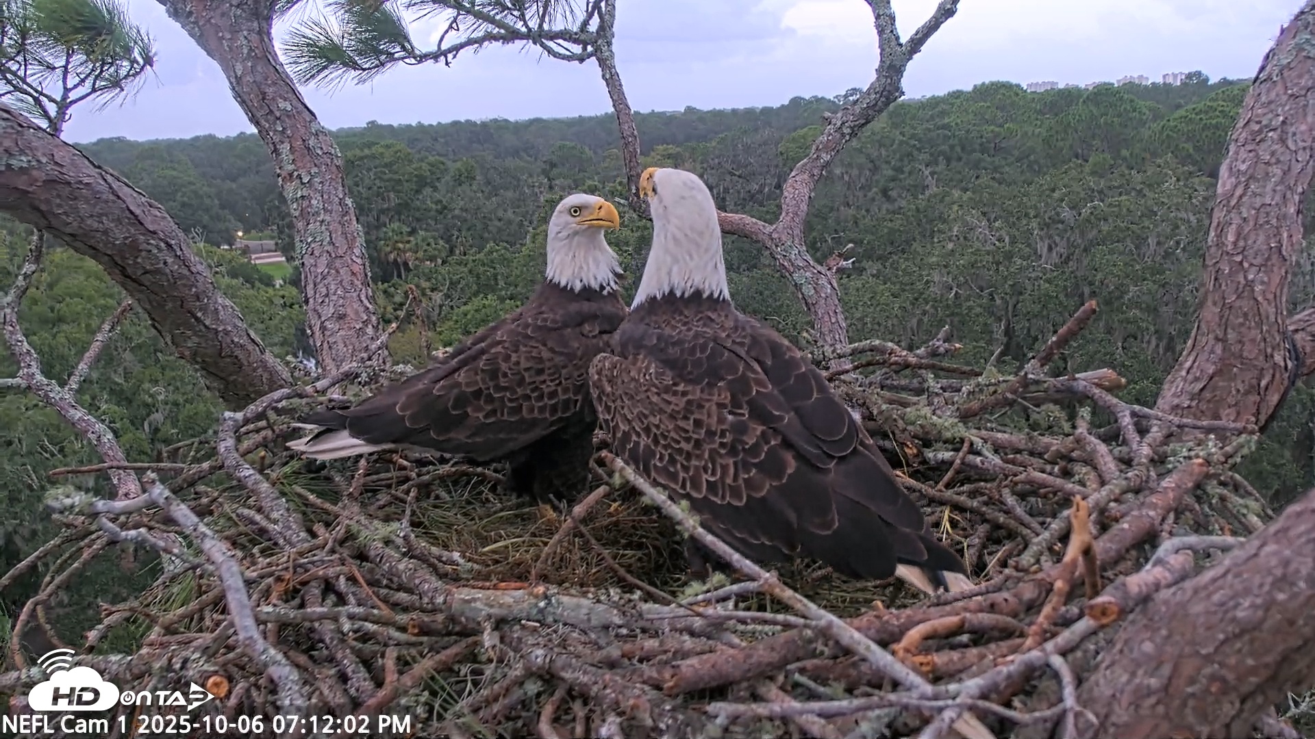 Snapshot of NE Florida Eagles Live Webcam taken Oct 6, 2025, 7:12pm EDT
