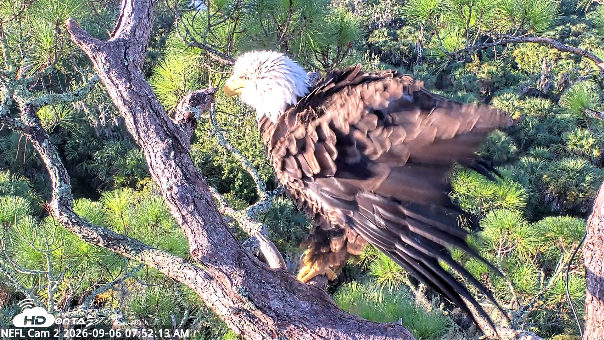 Snapshot of NE Florida Eagles Live Webcam taken Sep 6, 2026, 7:53am EDT