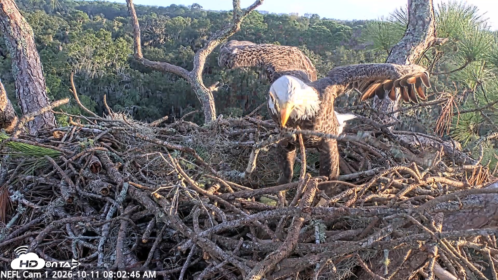 Snapshot of NE Florida Eagles Live Webcam taken Oct 11, 2026, 8:03am EDT