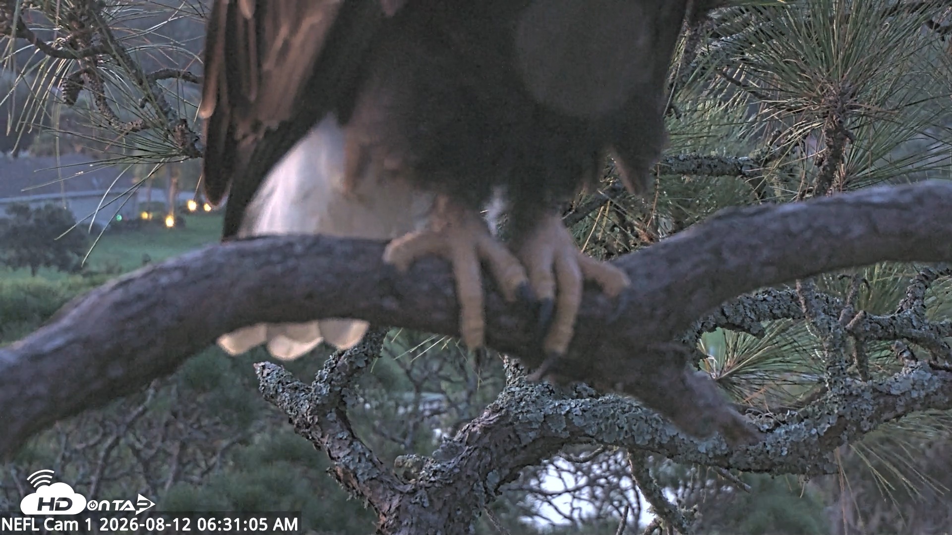 Snapshot of NE Florida Eagles Live Webcam taken Aug 12, 2026, 6:32am EDT