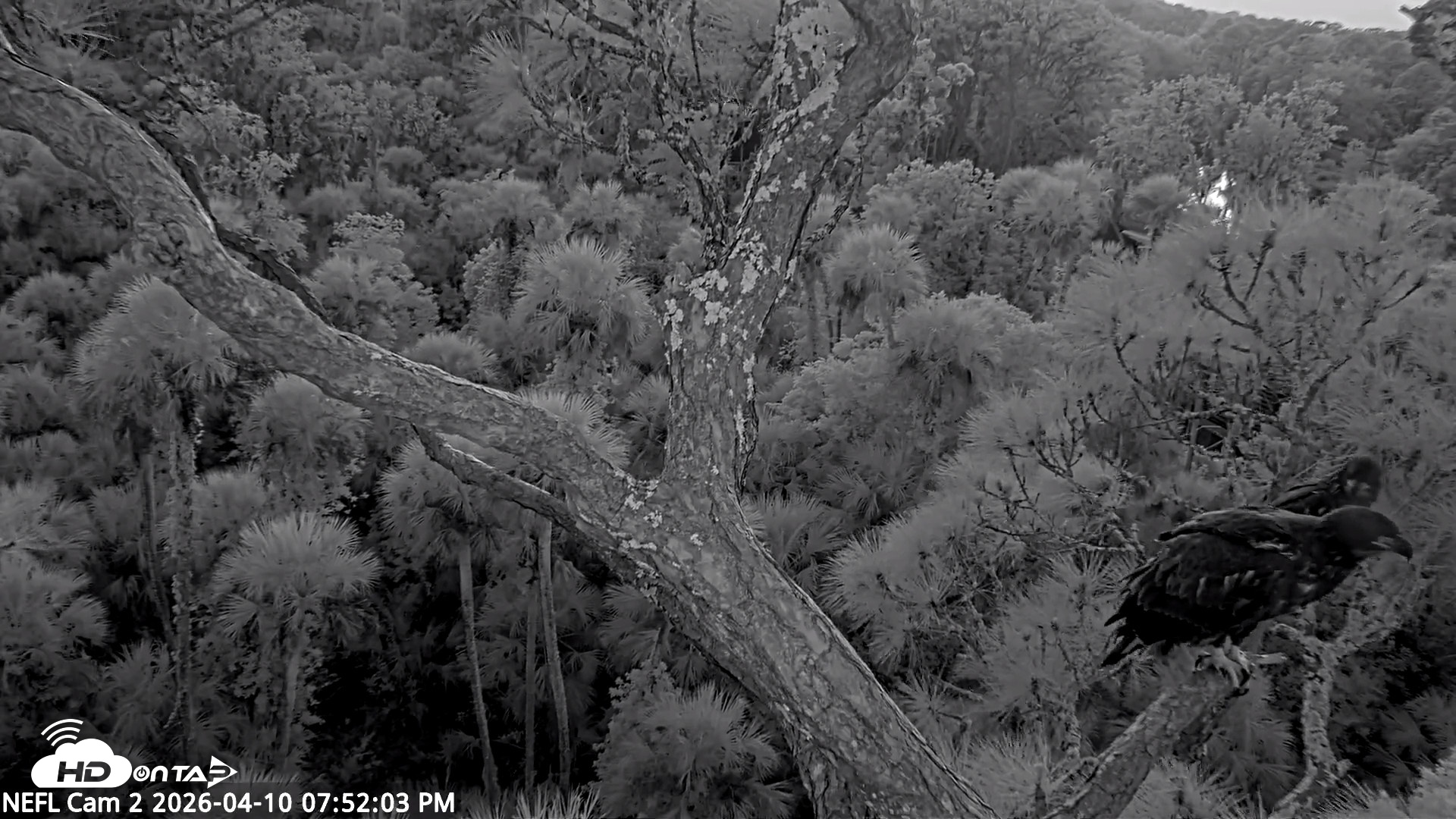 Snapshot of NE Florida Eagles Live Webcam taken Apr 10, 2026, 7:52pm EDT