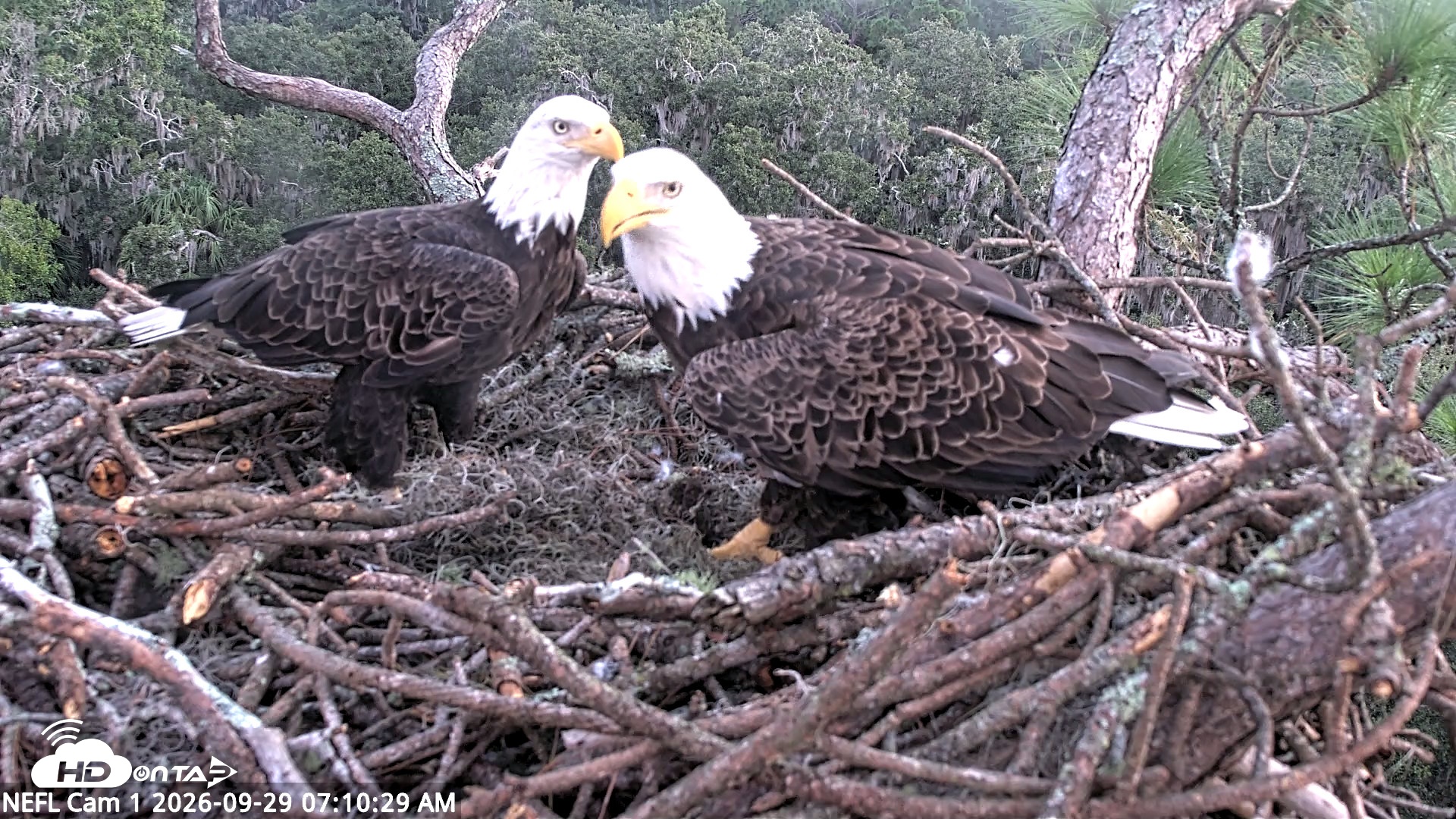 Snapshot of NE Florida Eagles Live Webcam taken Sep 29, 2026, 7:11am EDT
