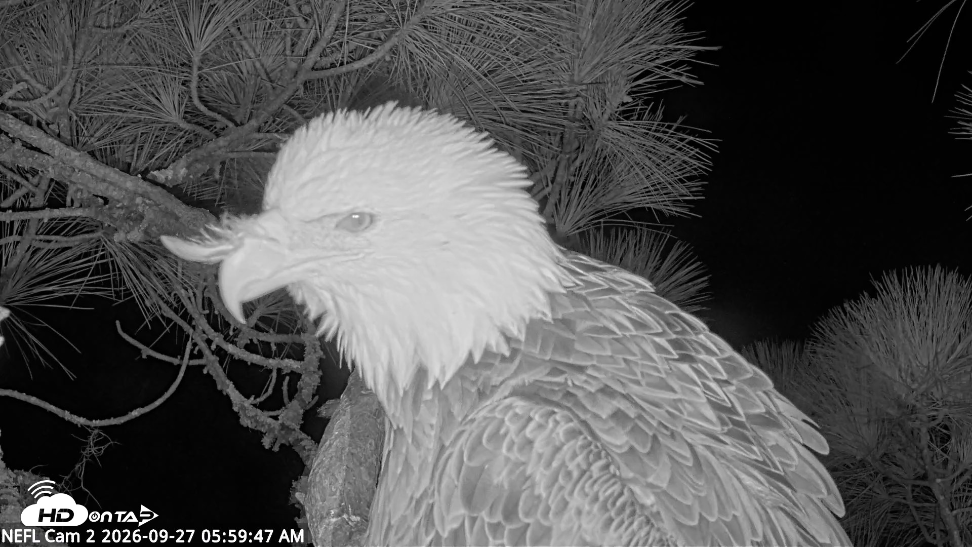 Snapshot of NE Florida Eagles Live Webcam taken Sep 27, 2026, 6:00am EDT