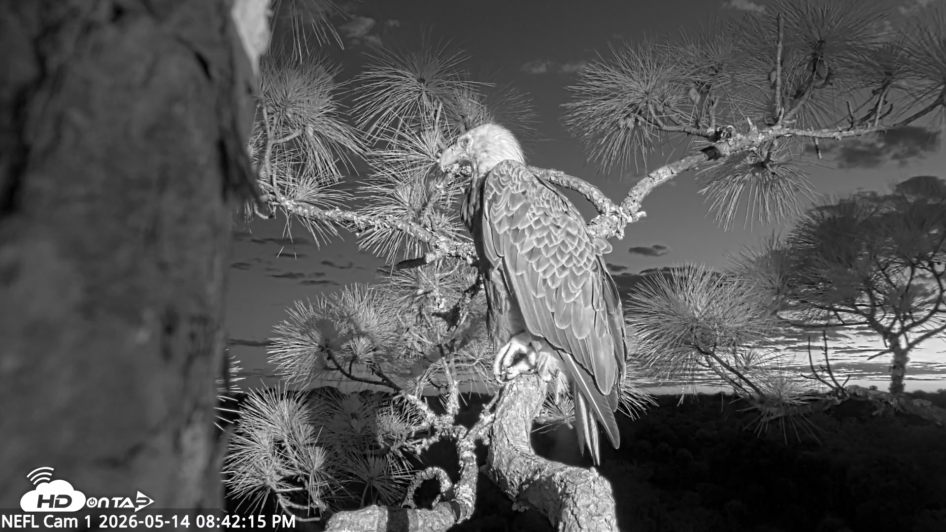 Snapshot of NE Florida Eagles Live Webcam taken May 14, 2026, 8:43pm EDT