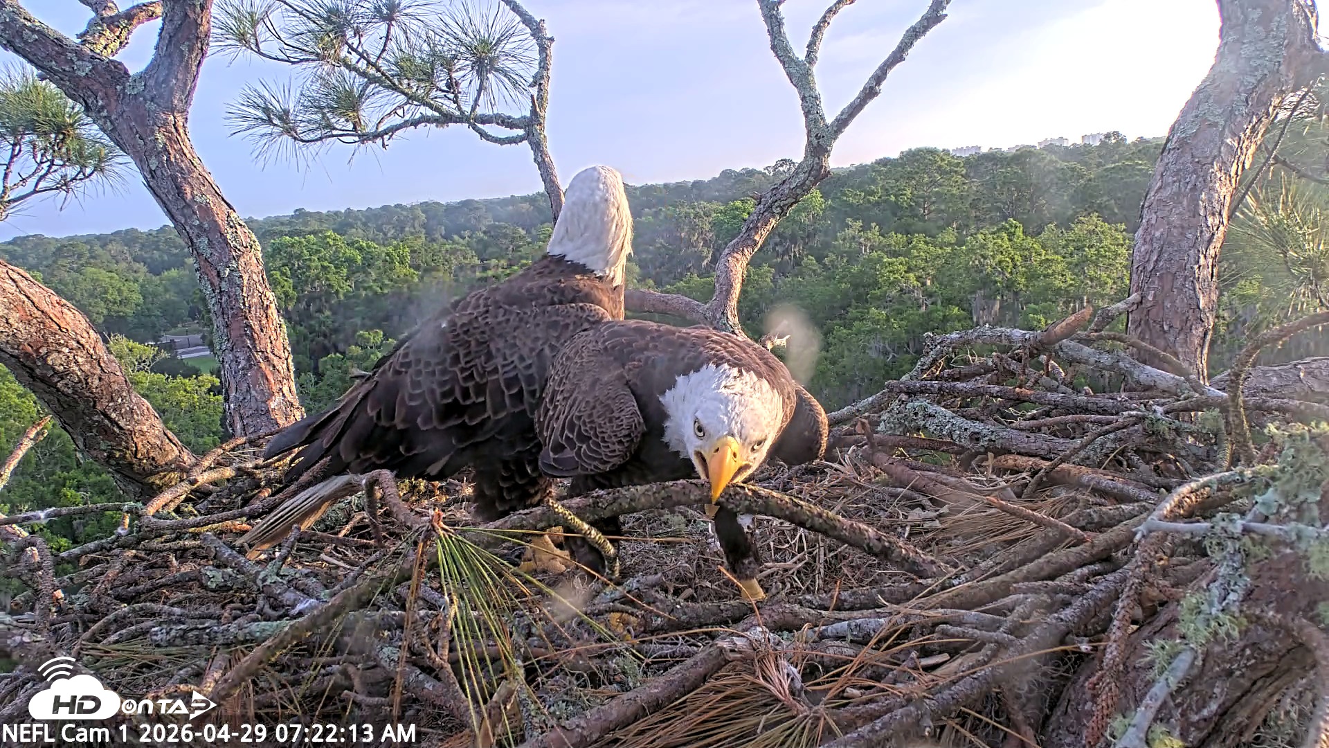 Snapshot of NE Florida Eagles Live Webcam taken Apr 29, 2026, 7:23am EDT