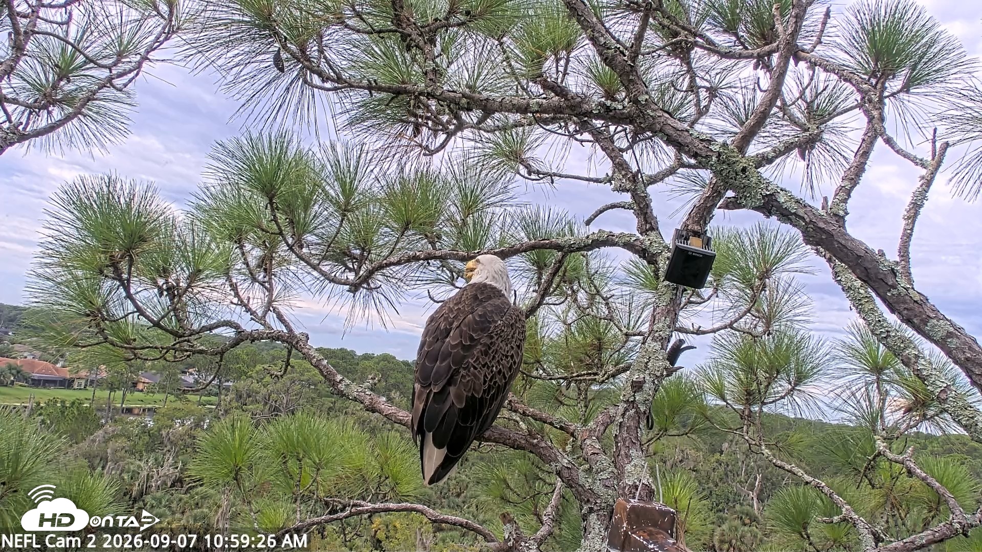 Snapshot of NE Florida Eagles Live Webcam taken Sep 7, 2026, 11:00am EDT