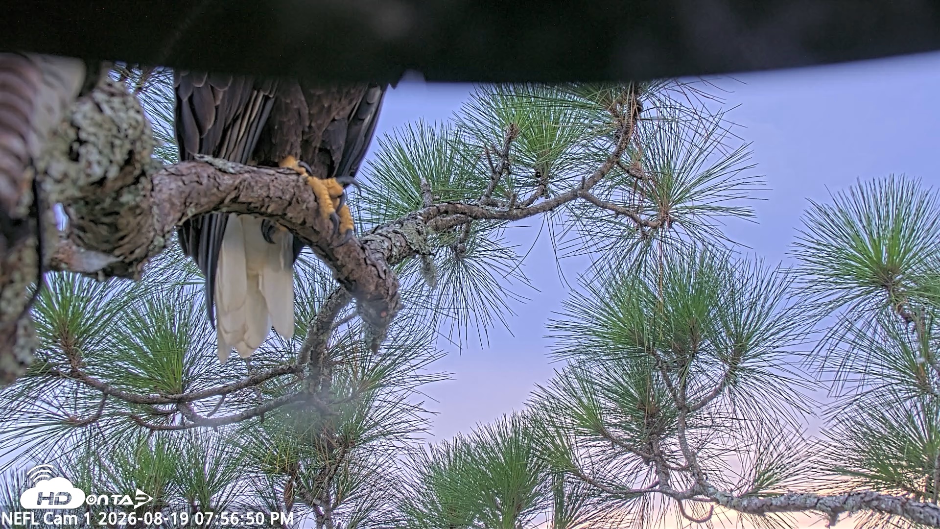 Snapshot of NE Florida Eagles Live Webcam taken Aug 19, 2026, 7:57pm EDT