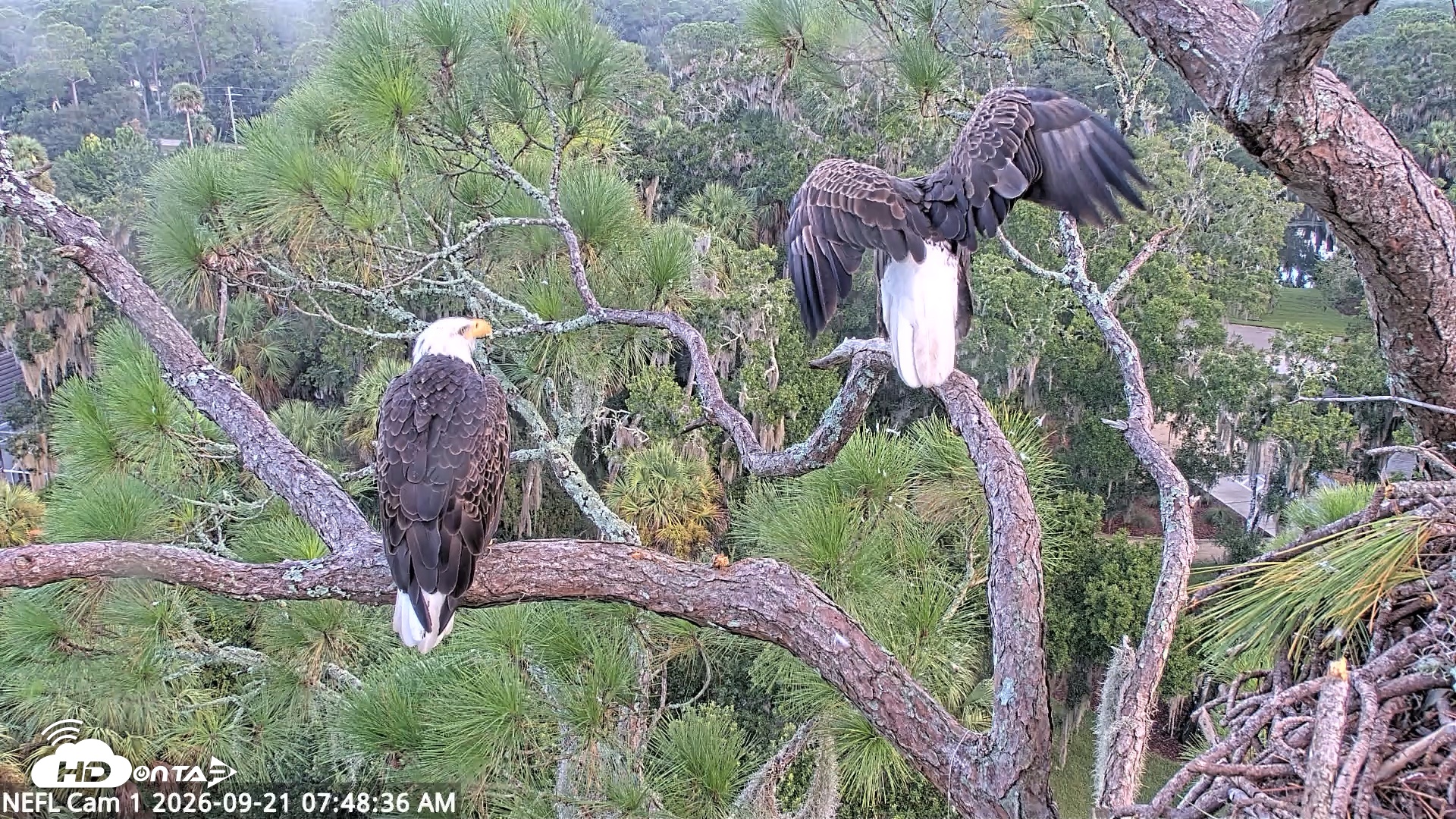 Snapshot of NE Florida Eagles Live Webcam taken Sep 21, 2026, 7:49am EDT
