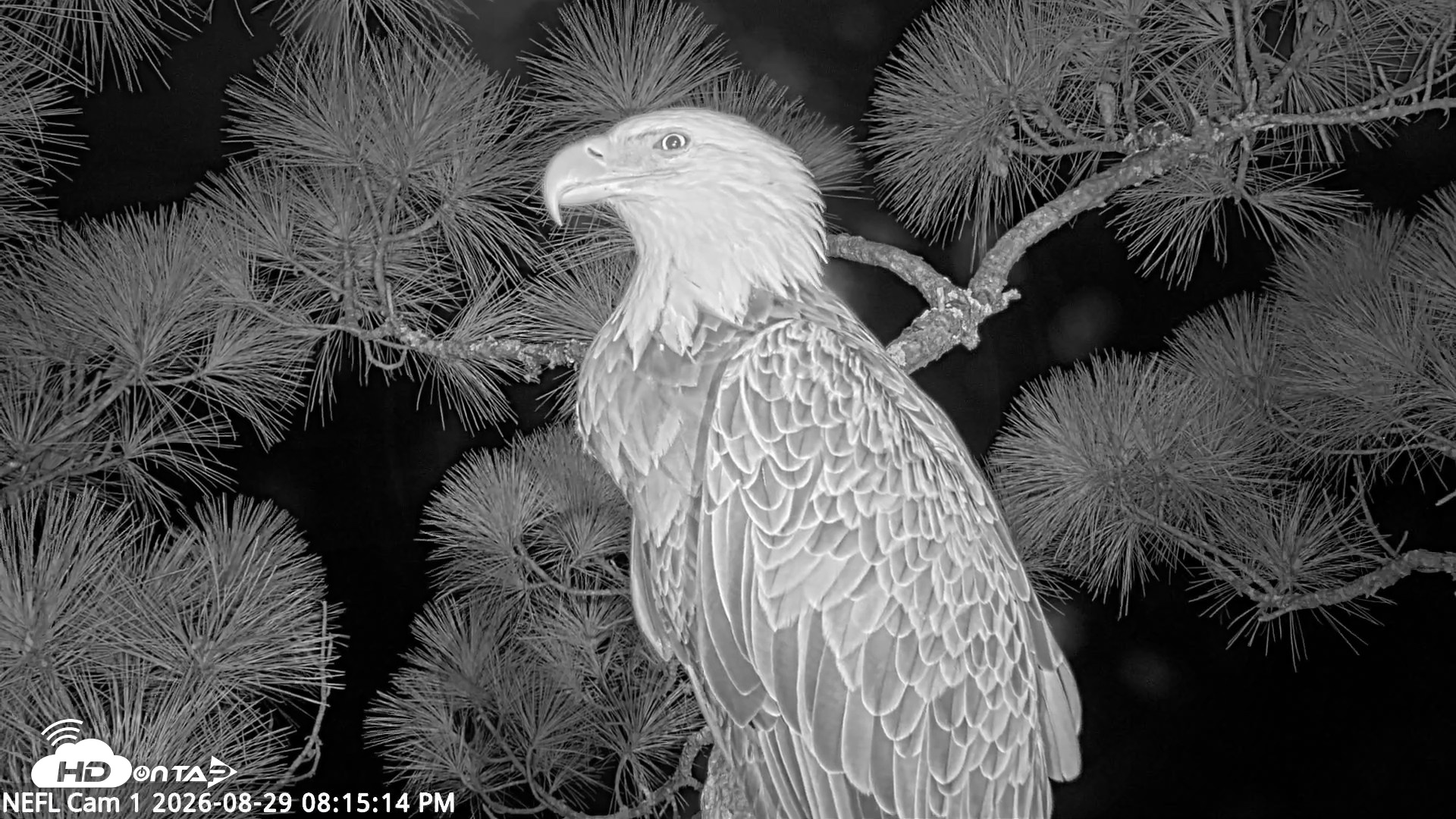 Snapshot of NE Florida Eagles Live Webcam taken Aug 29, 2026, 8:16pm EDT