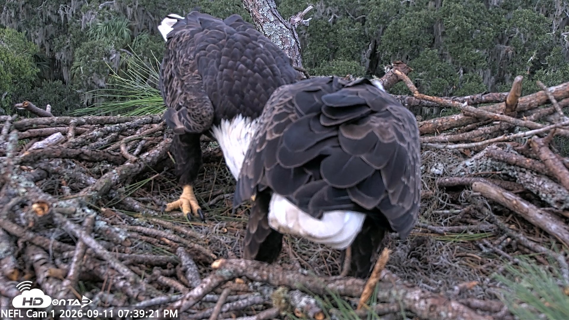 Snapshot of NE Florida Eagles Live Webcam taken Sep 11, 2026, 7:40pm EDT