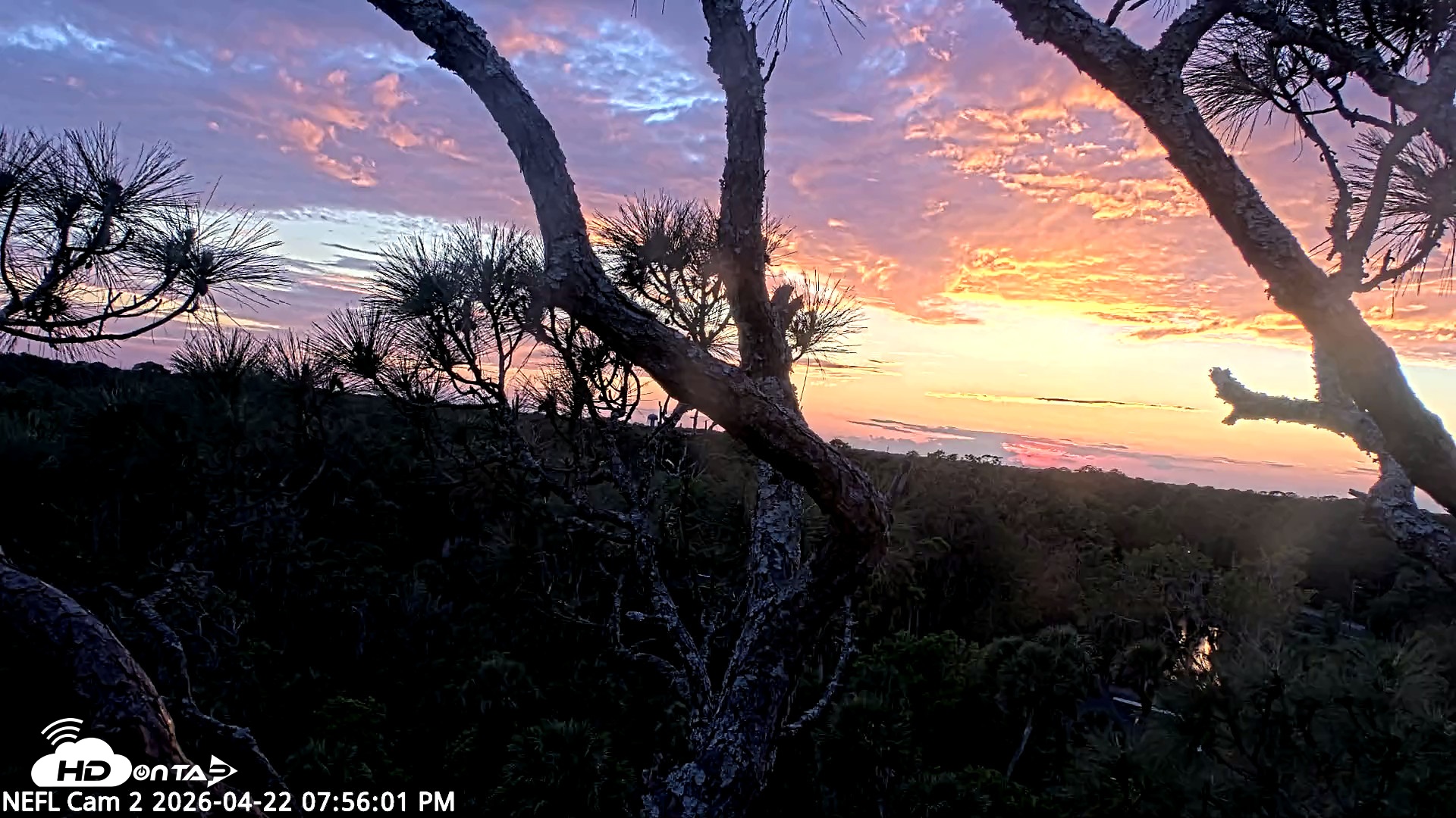 Snapshot of NE Florida Eagles Live Webcam taken Apr 22, 2026, 7:56pm EDT