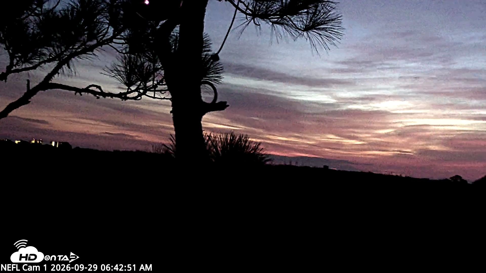 Snapshot of NE Florida Eagles Live Webcam taken Sep 29, 2026, 6:43am EDT