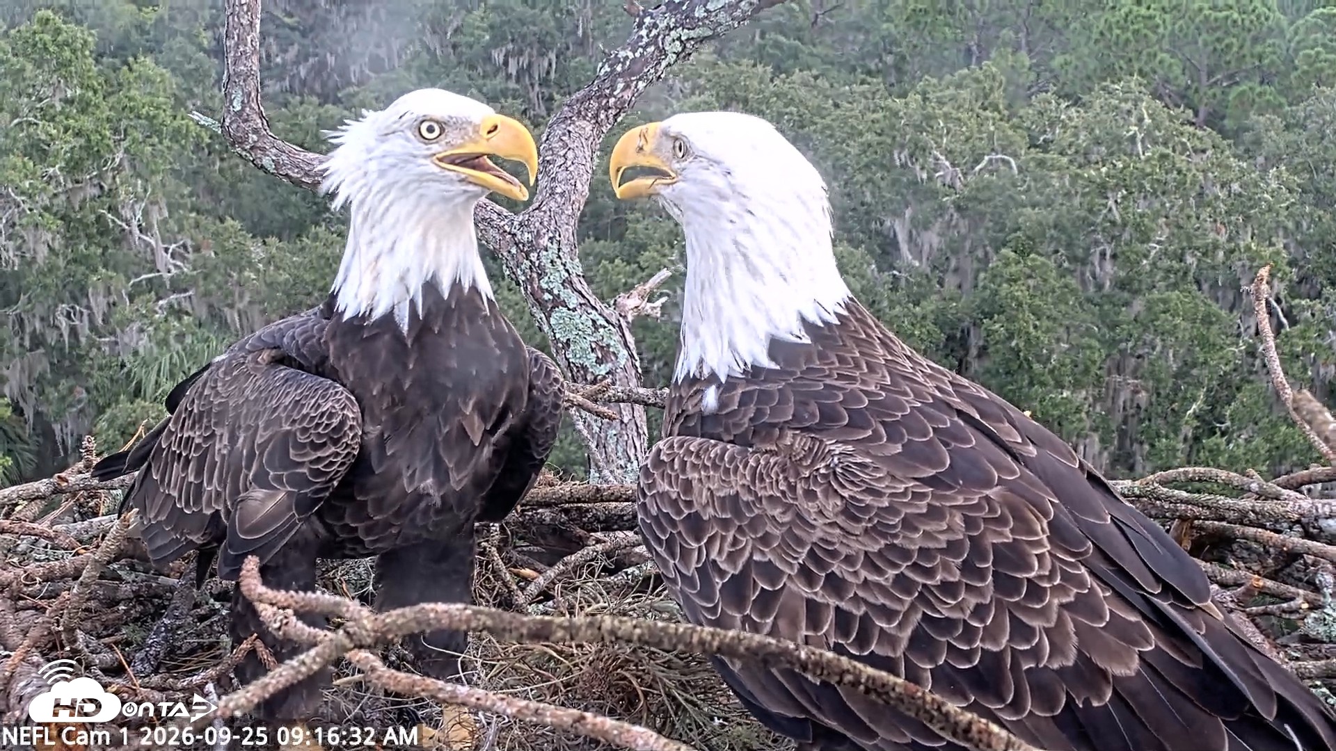 Snapshot of NE Florida Eagles Live Webcam taken Sep 25, 2026, 9:17am EDT