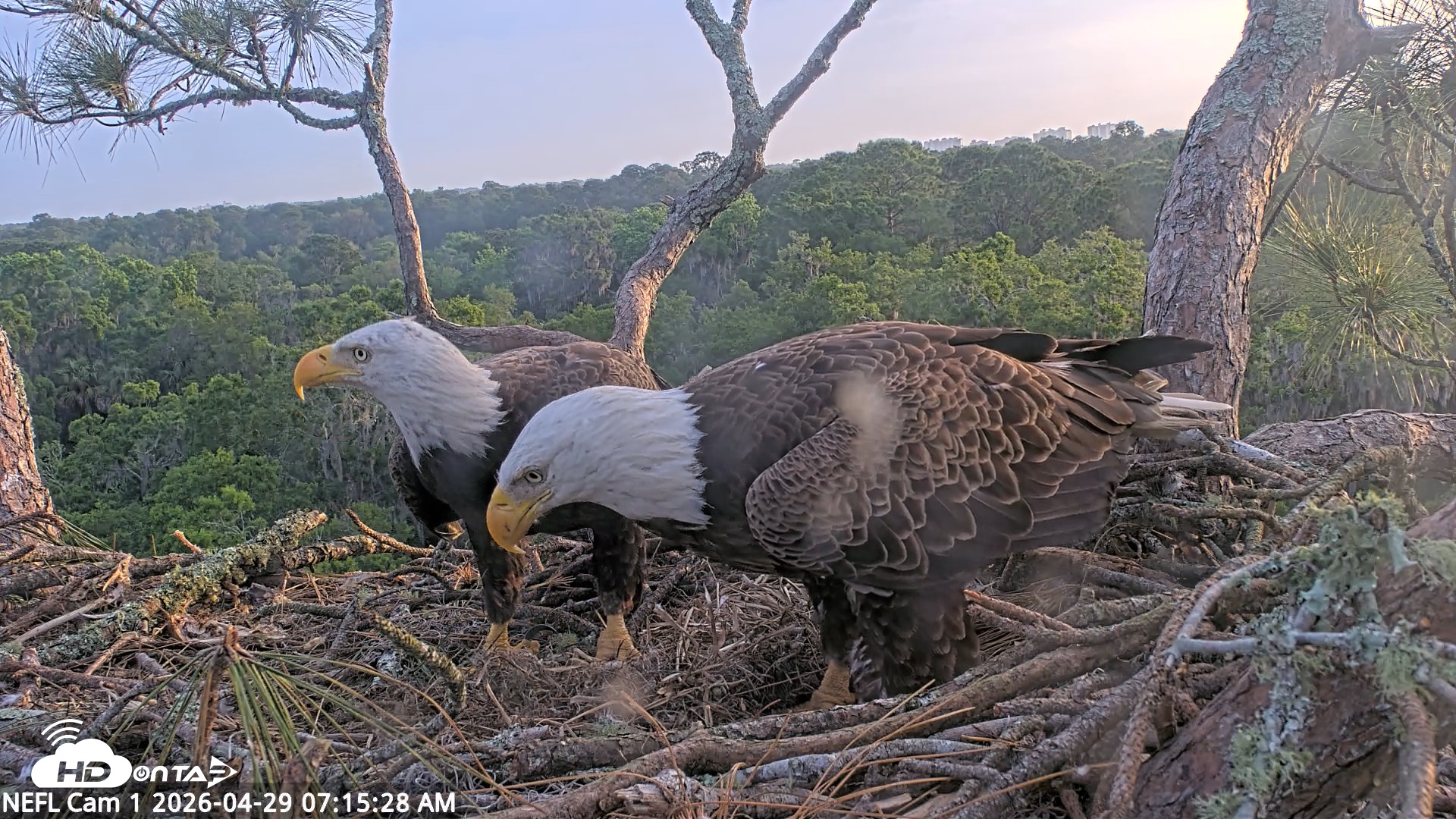 Snapshot of NE Florida Eagles Live Webcam taken Apr 29, 2026, 7:16am EDT