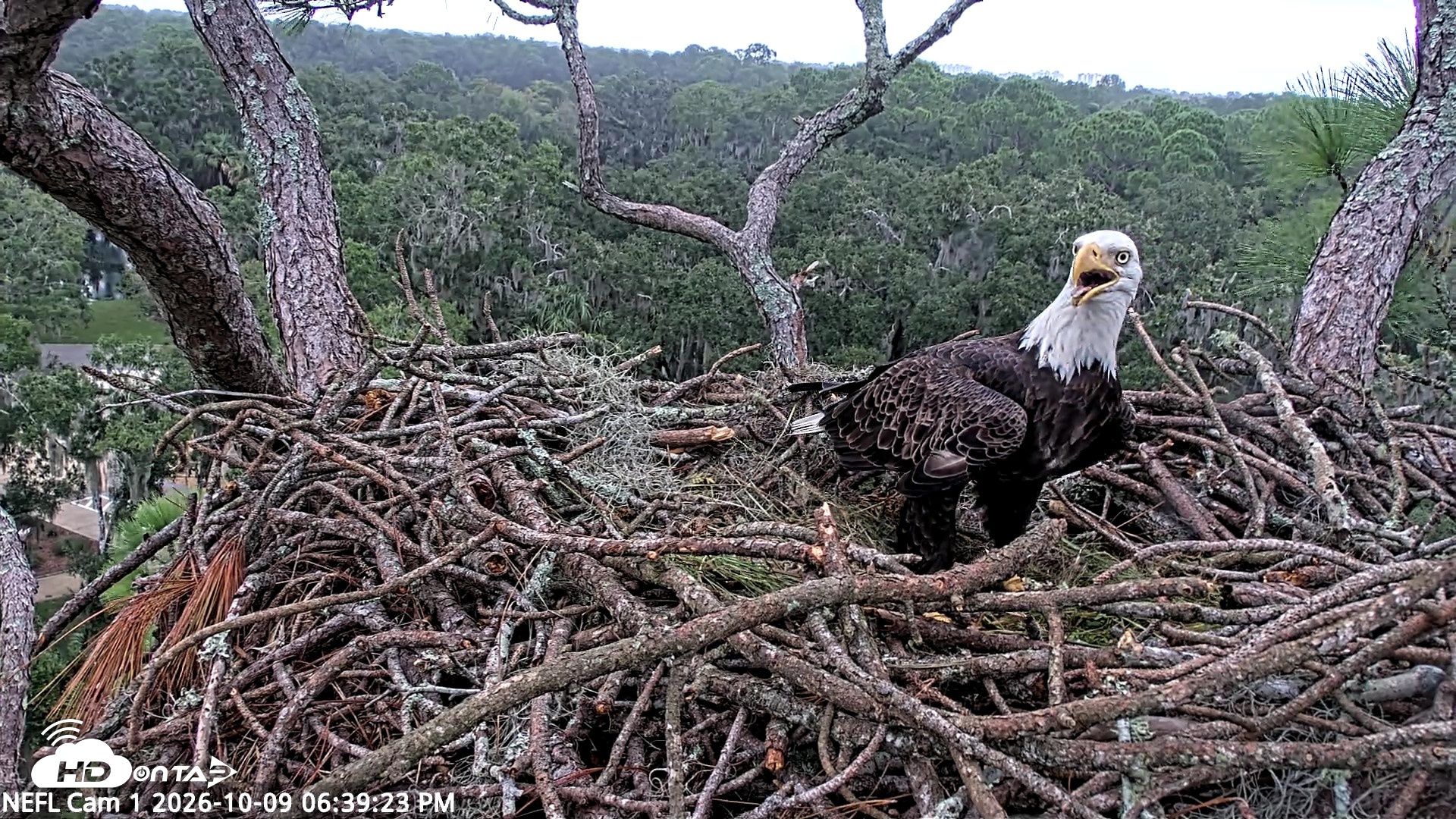 Snapshot of NE Florida Eagles Live Webcam taken Oct 9, 2026, 6:40pm EDT